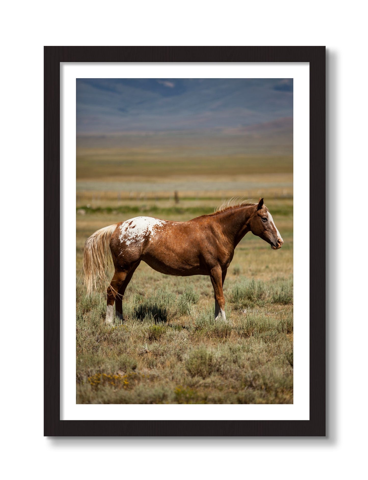 Framed photograph of Appaloosa by Dylan Ozanich, Black Walnut frame, Borders