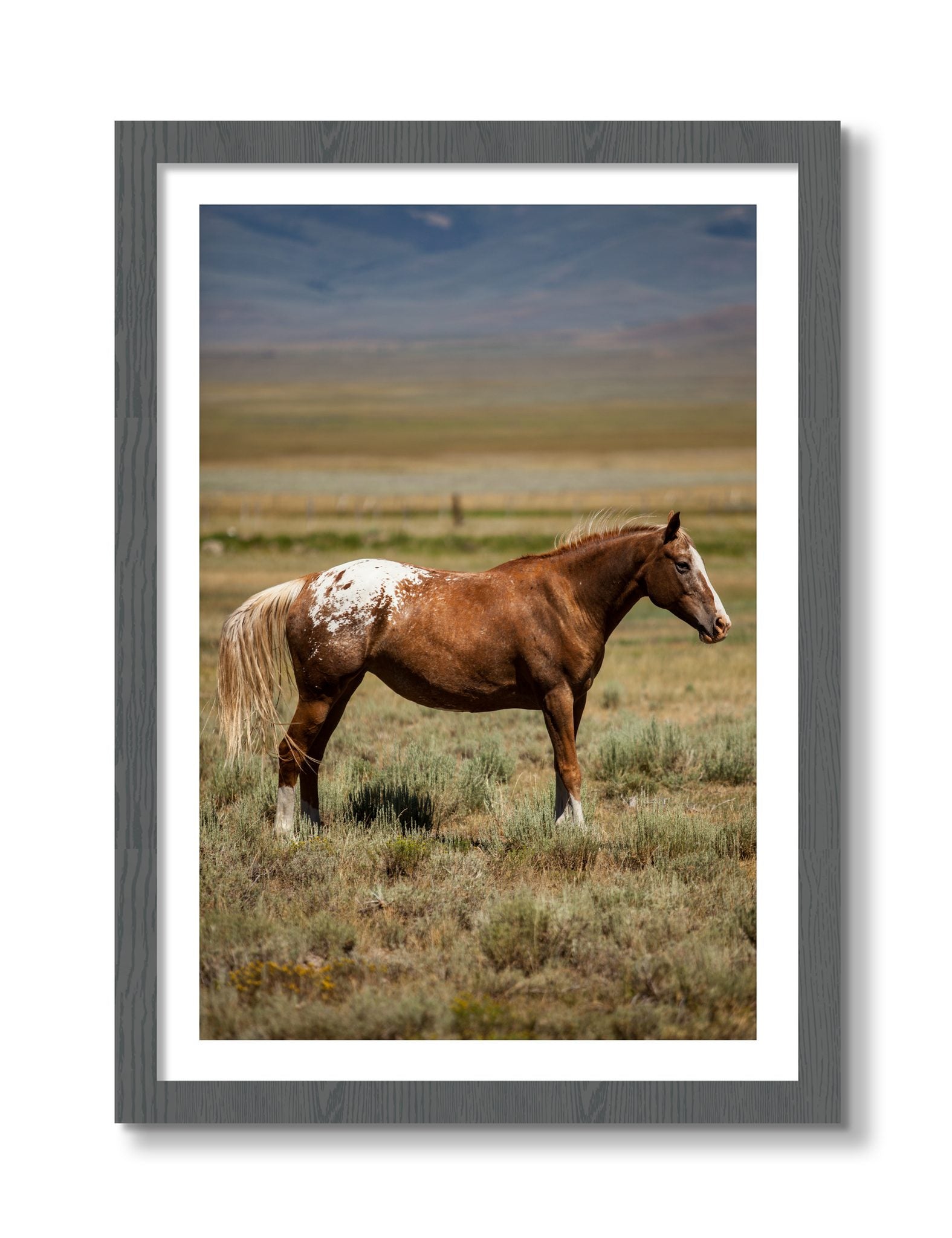 Framed photograph of Appaloosa by Dylan Ozanich, Grey frame, Borders