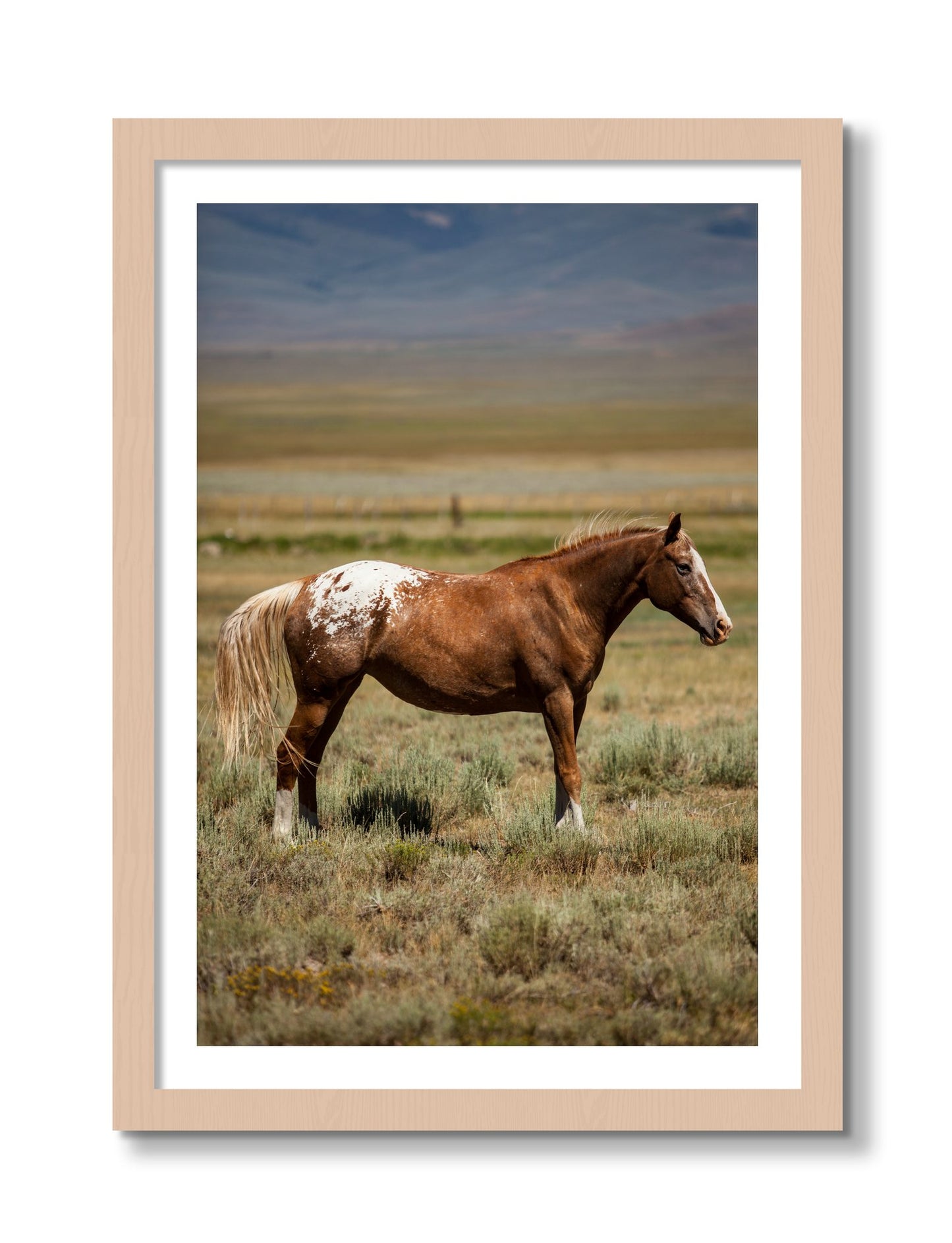 Framed photograph of Appaloosa by Dylan Ozanich, Maple frame, Borders