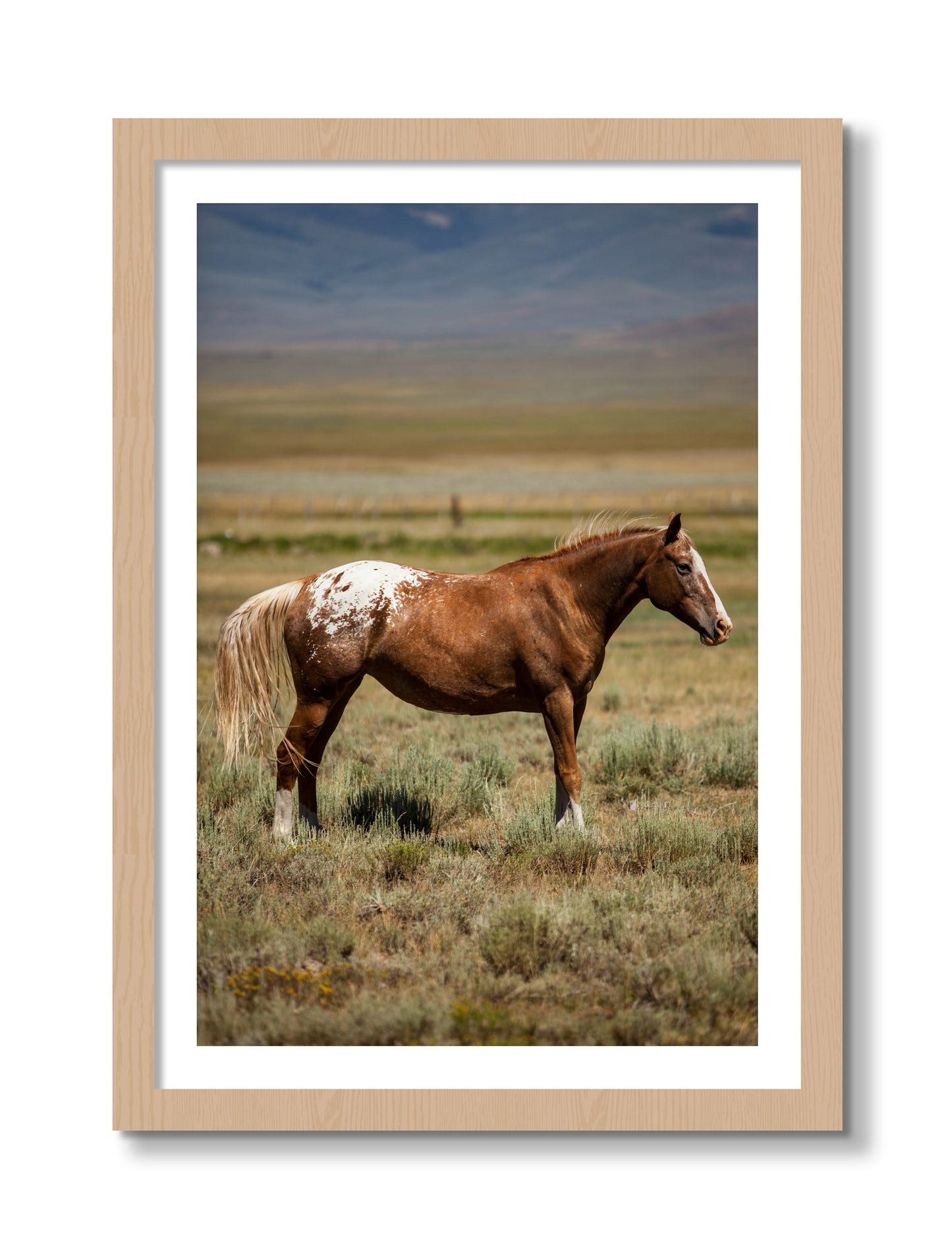 Framed photograph of Appaloosa by Dylan Ozanich, Oak frame, Borders
