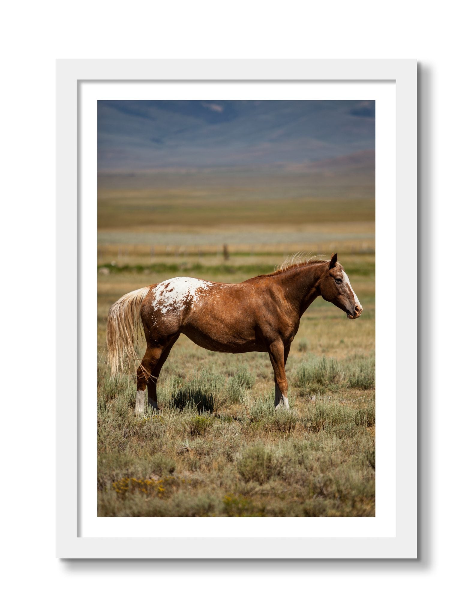 Framed photograph of Appaloosa by Dylan Ozanich, White frame, Borders