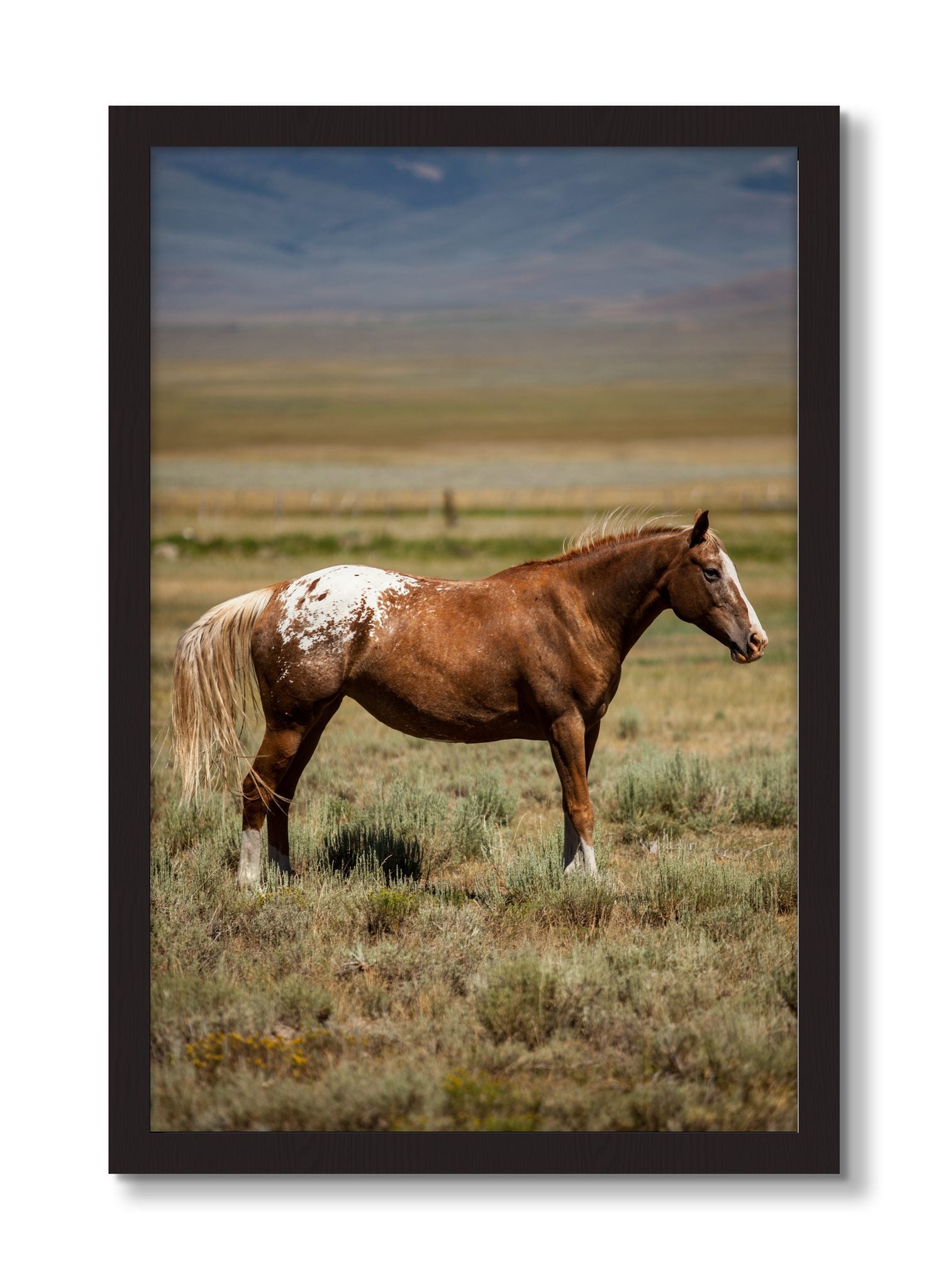 Framed photograph of Appaloosa by Dylan Ozanich, Black Walnut frame, Full Bleed