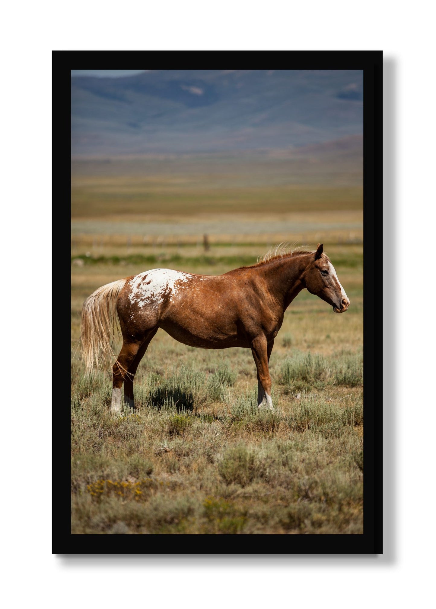 Framed photograph of Appaloosa by Dylan Ozanich, Black frame, Full Bleed