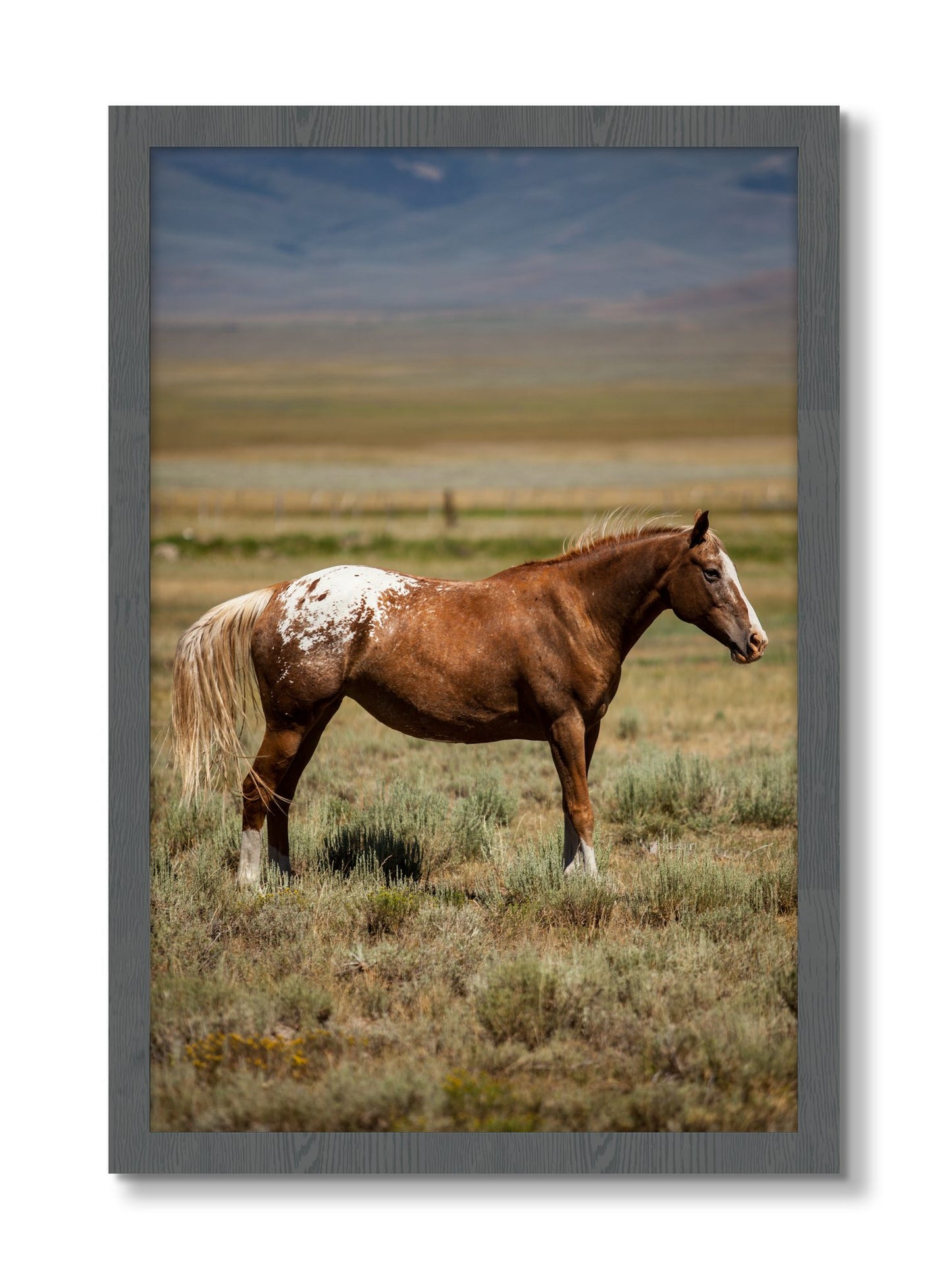 Framed photograph of Appaloosa by Dylan Ozanich, Grey frame, Full Bleed
