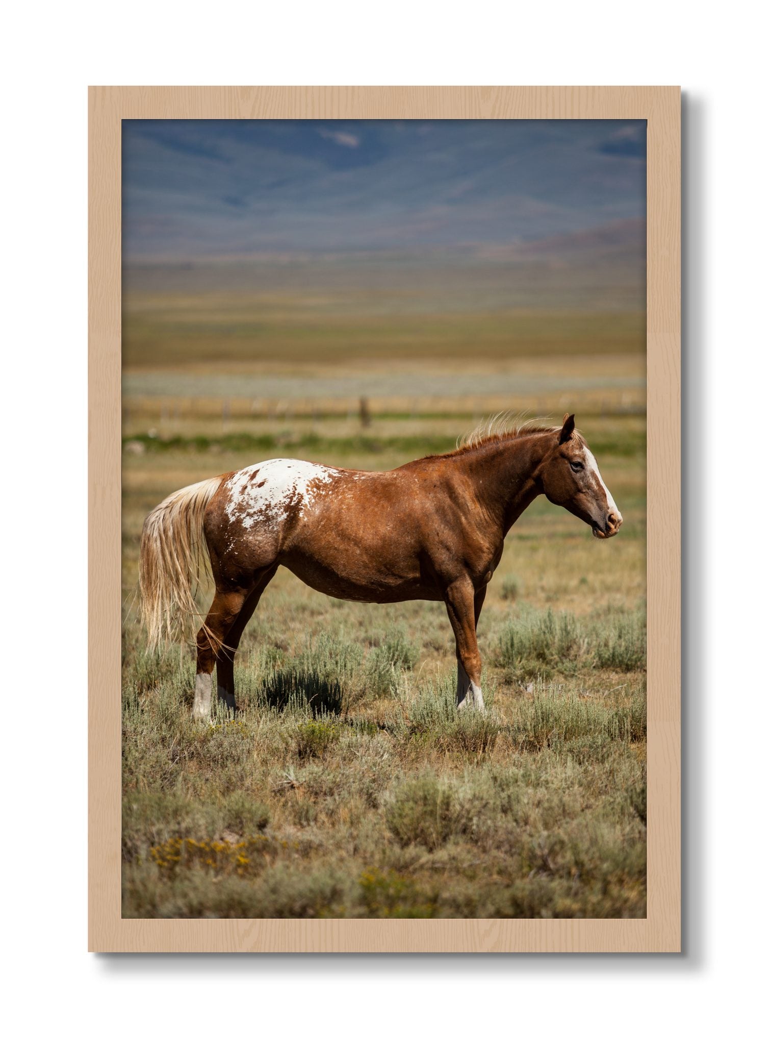 Framed photograph of Appaloosa by Dylan Ozanich, Oak frame, Full Bleed