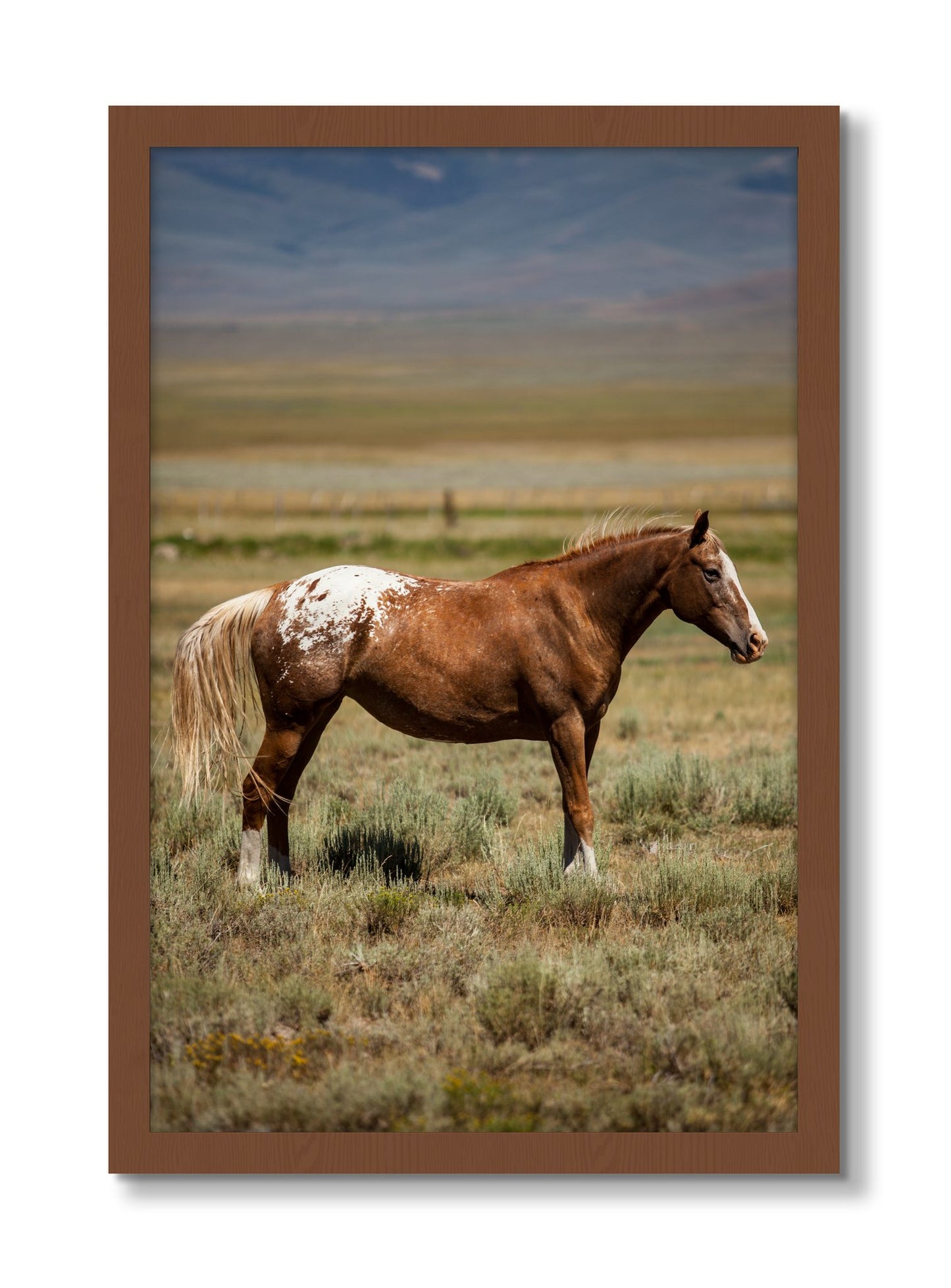 Framed photograph of Appaloosa by Dylan Ozanich, Walnut frame, Full Bleed