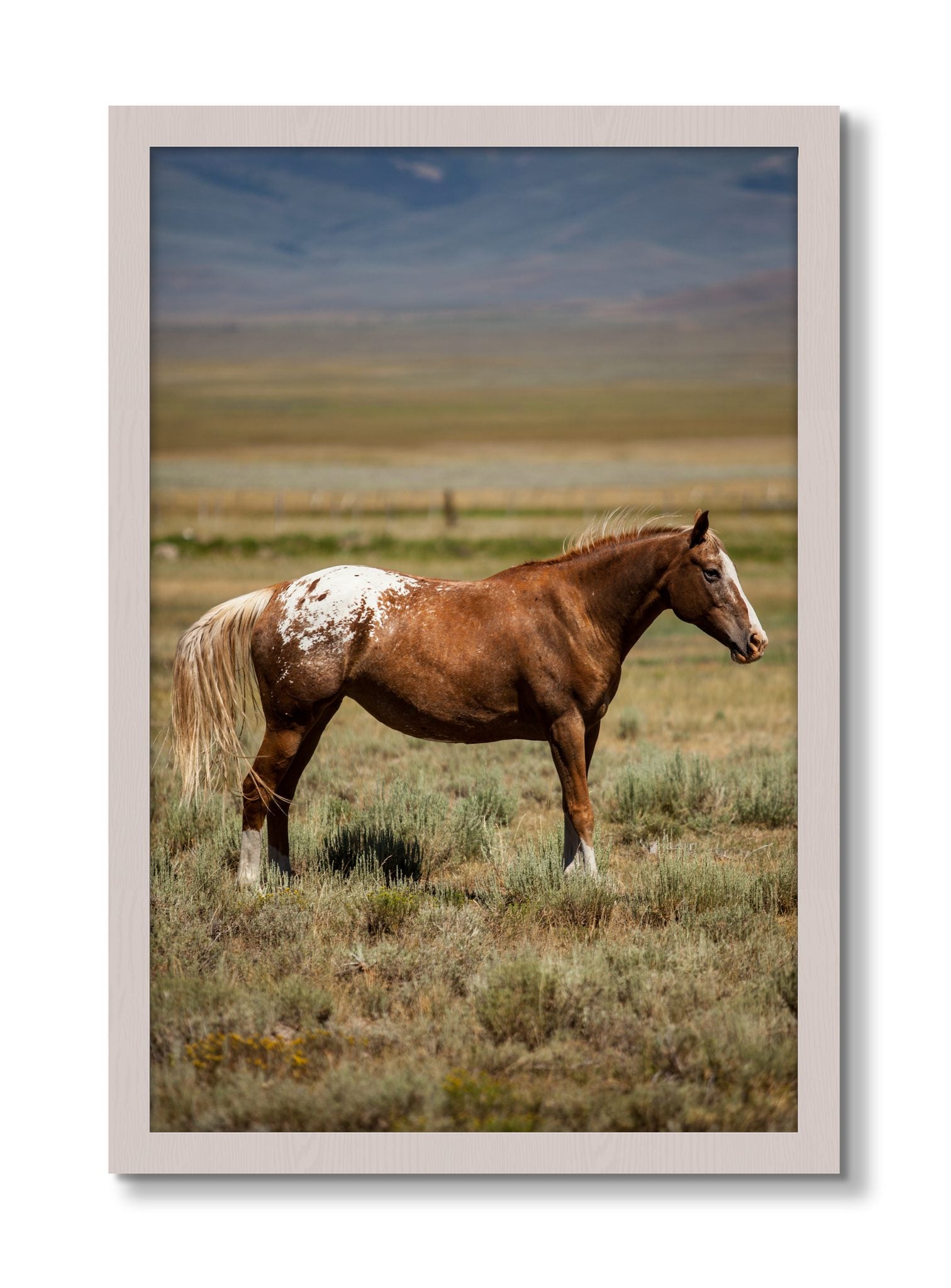 Framed photograph of Appaloosa by Dylan Ozanich, White Maple frame, Full Bleed