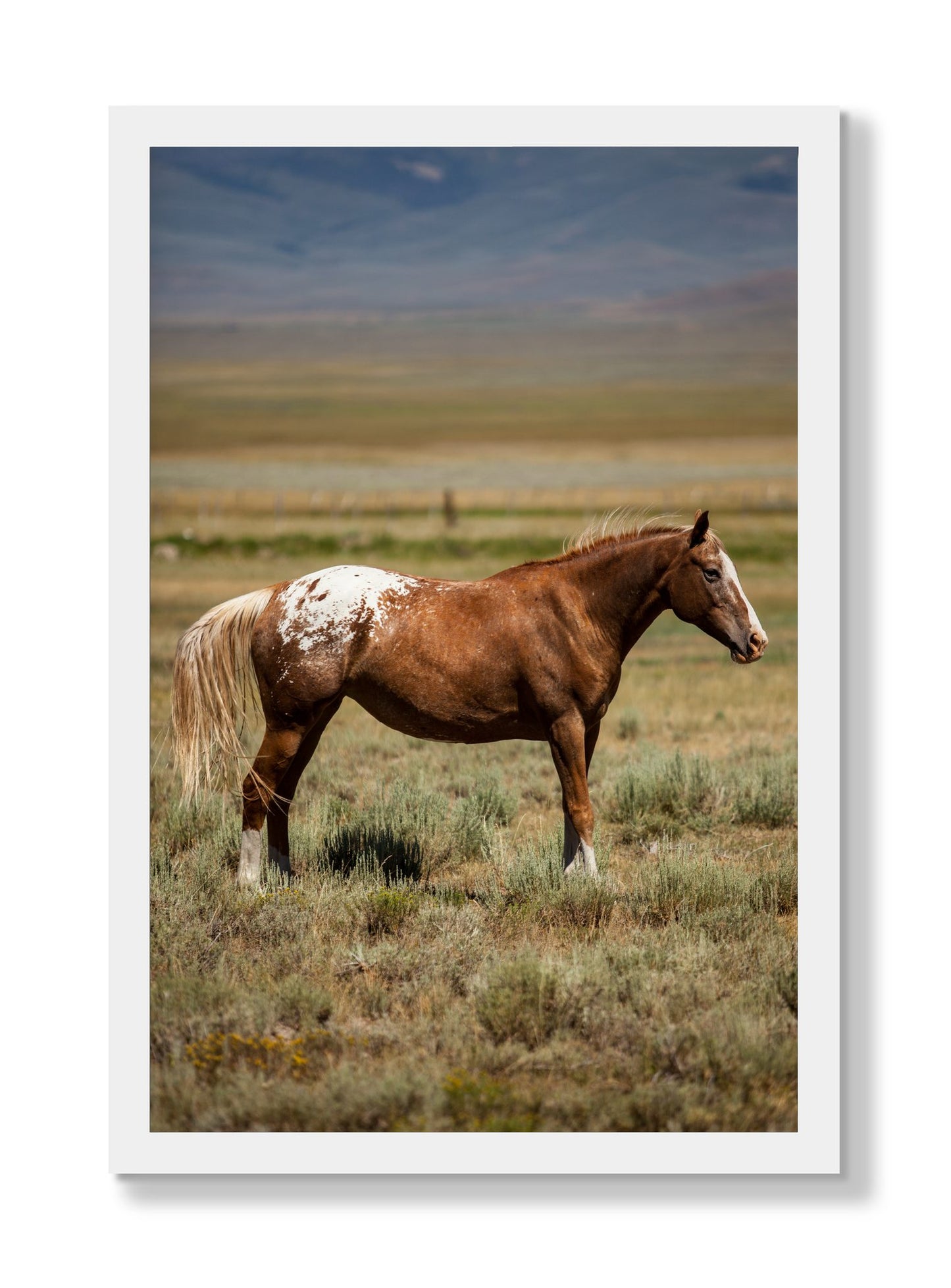 Framed photograph of Appaloosa by Dylan Ozanich, White frame, Full Bleed
