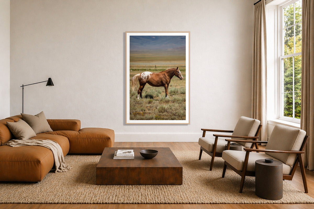 Appaloosa in a room