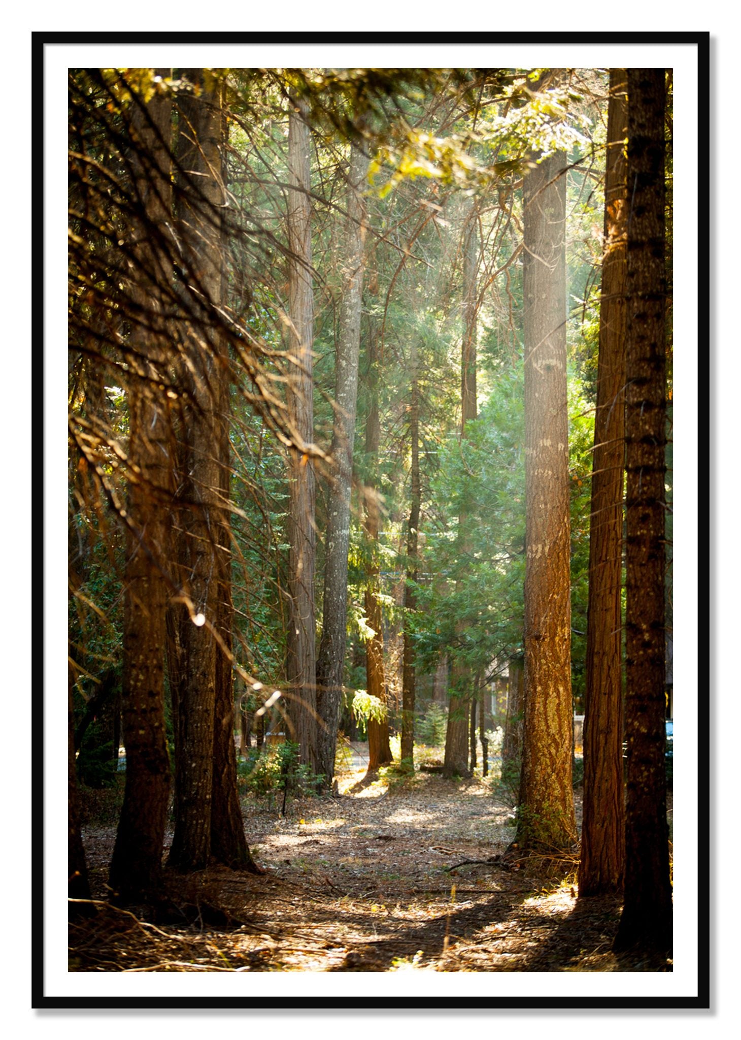 Autumn by Dylan Ozanich, 48×72 print with a White Border in a Black frame
