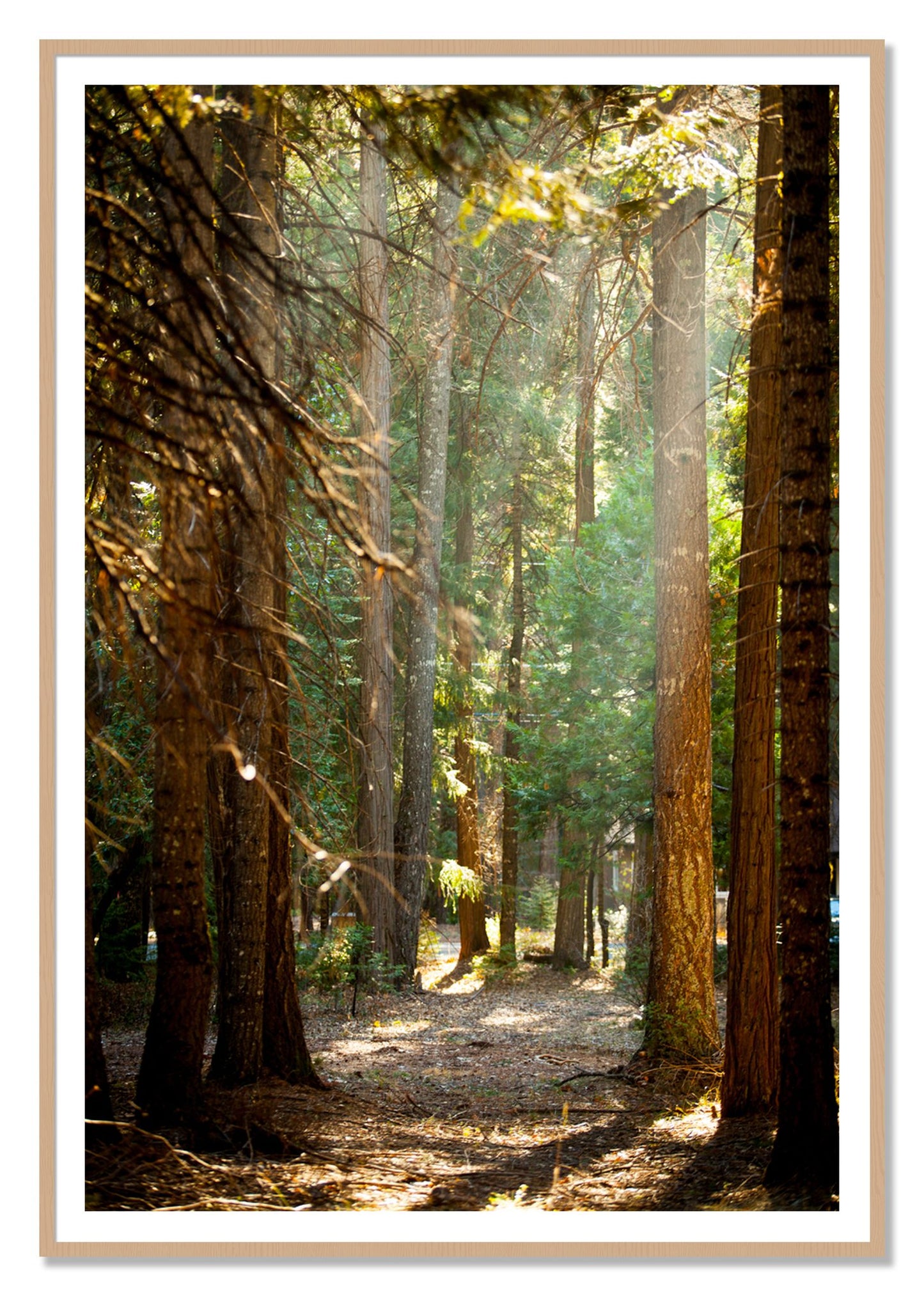 Autumn by Dylan Ozanich, 48×72 print with a White Border in an Oak frame