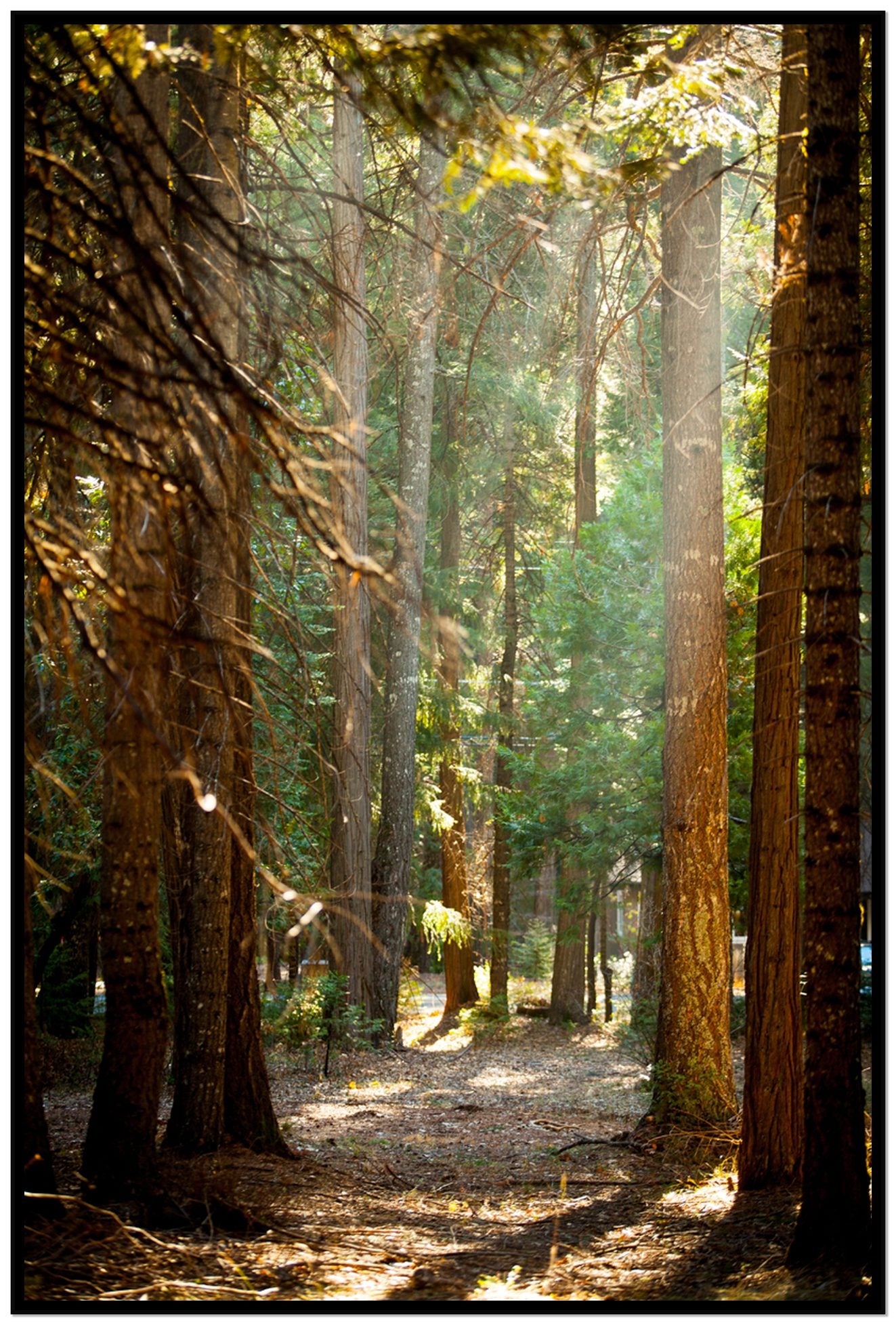 Autumn by Dylan Ozanich, 48×72 Full Bleed Print in a Black frame