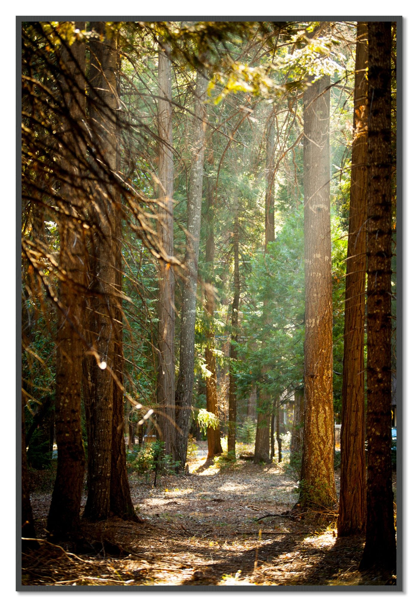 Autumn by Dylan Ozanich, 48×72 Full Bleed Print in a Grey frame
