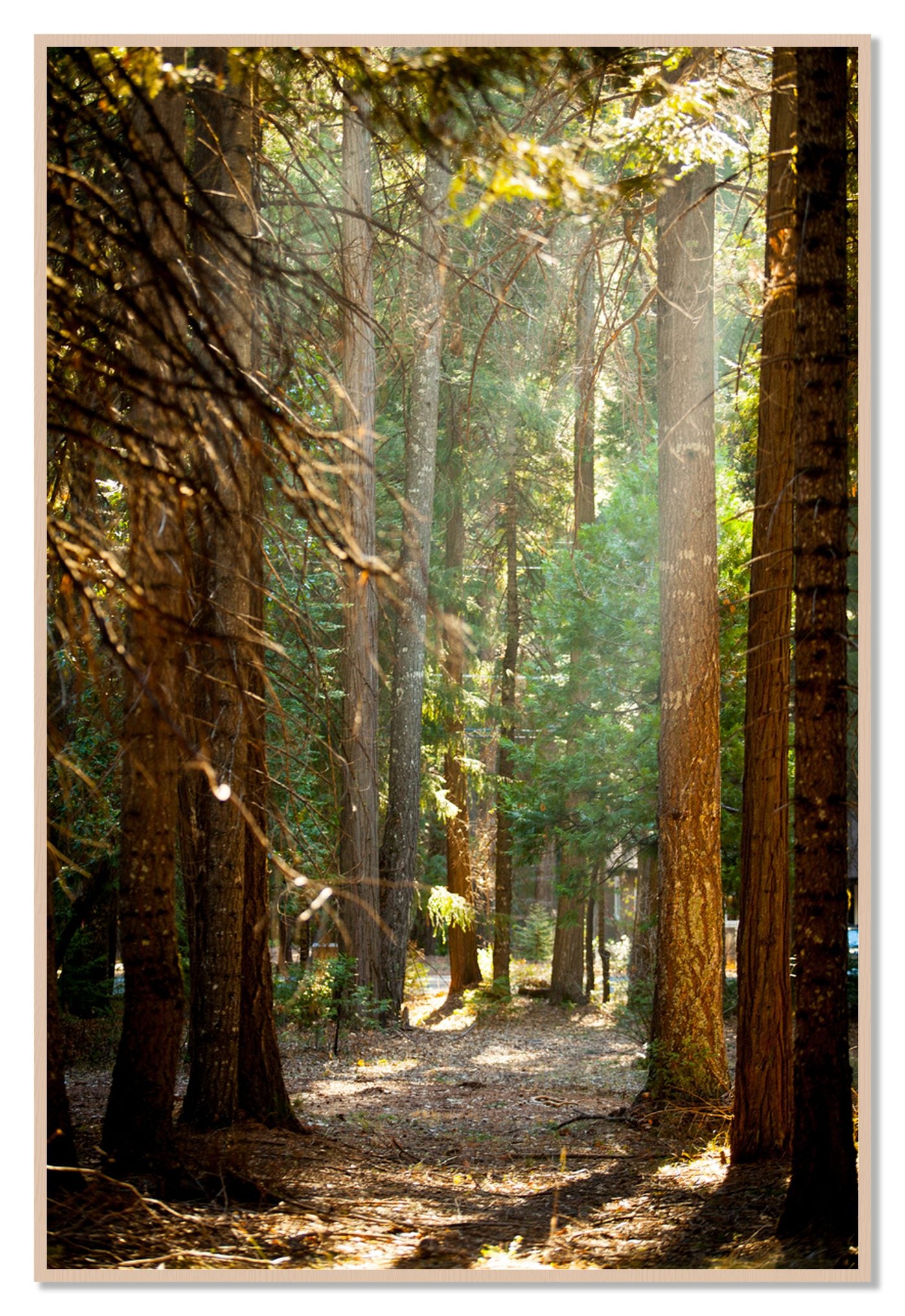 Autumn by Dylan Ozanich, 48×72 Full Bleed Print in a Maple frame