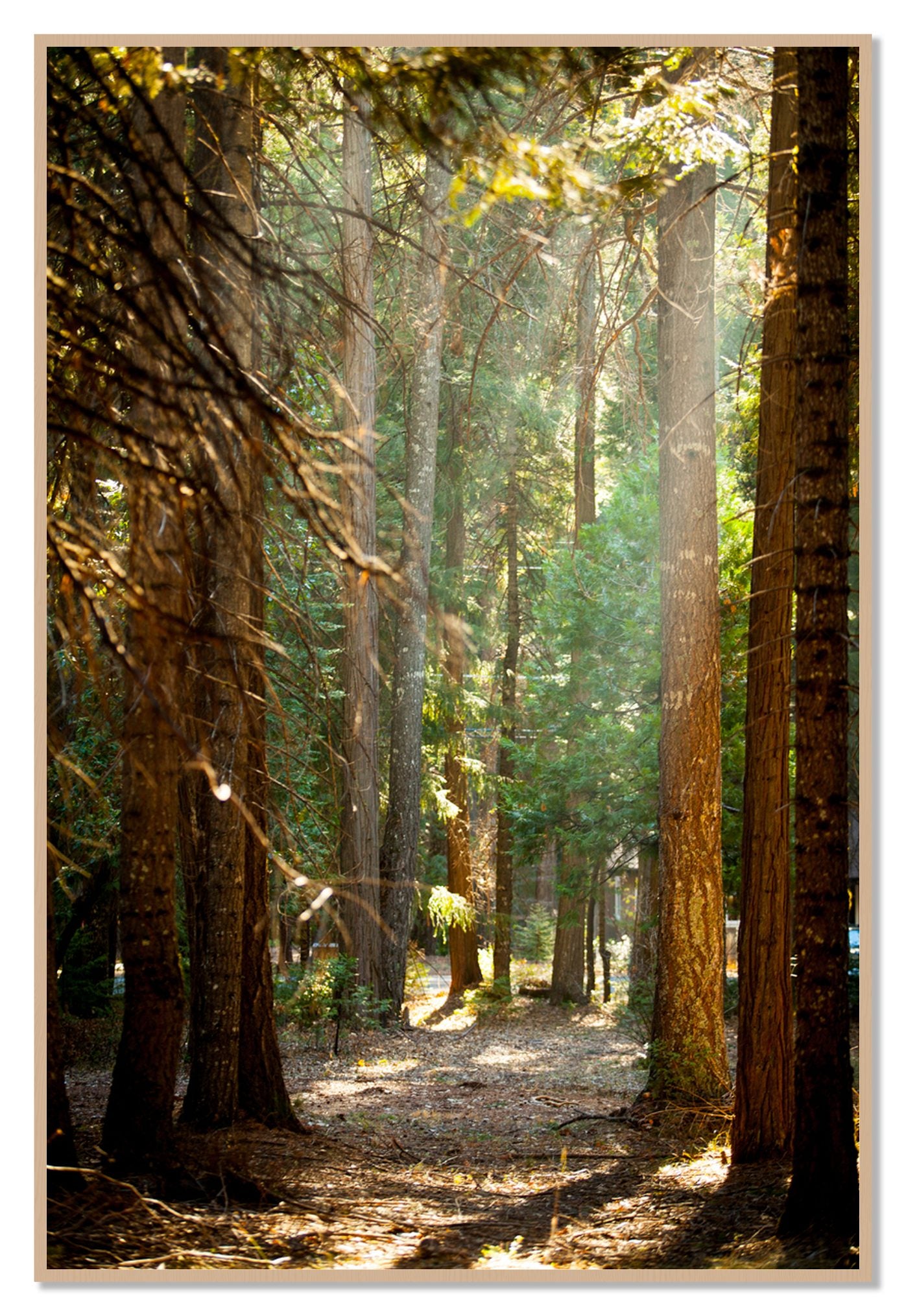 Autumn by Dylan Ozanich, 48×72 Full Bleed Print in an Oak frame