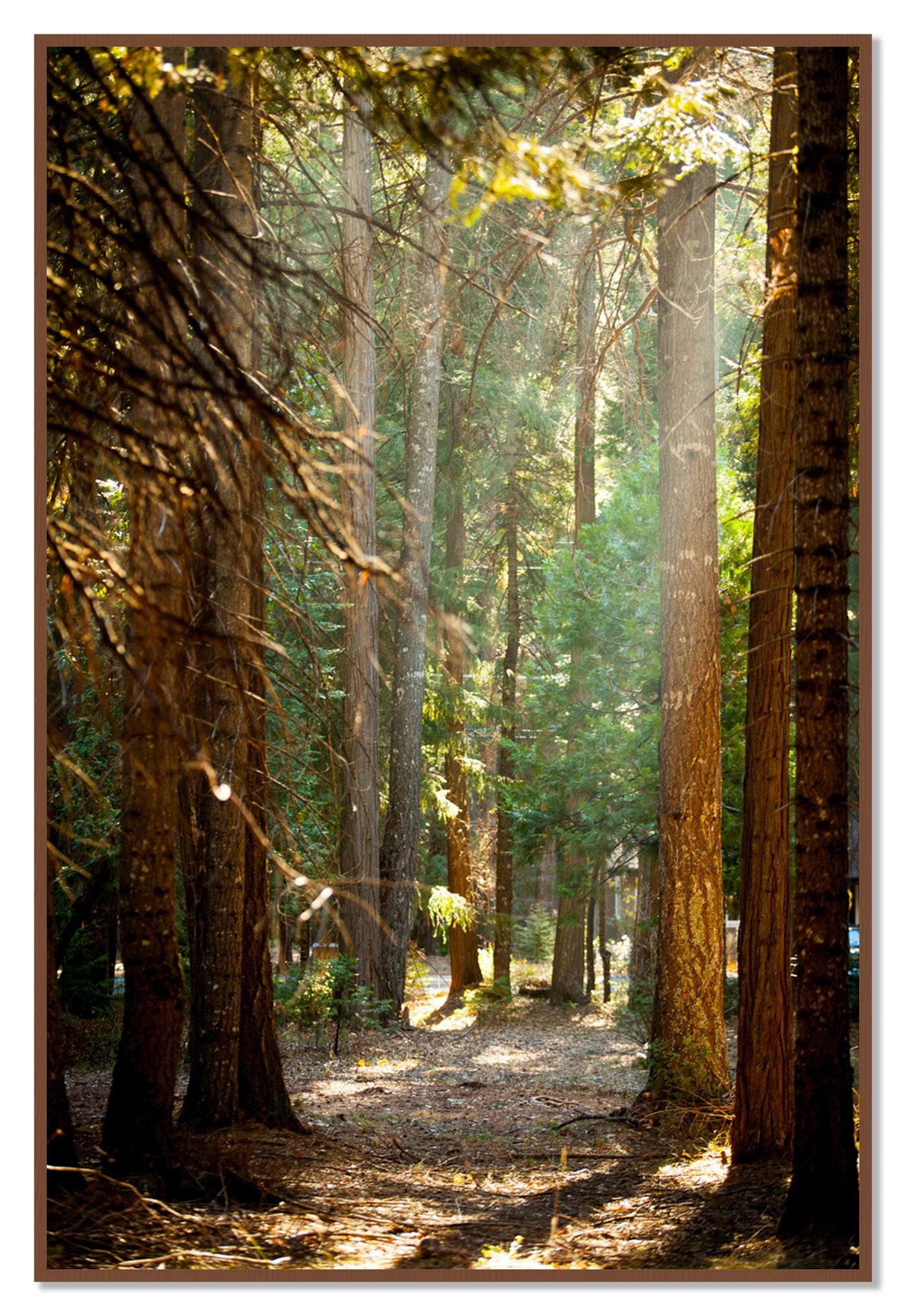 Autumn by Dylan Ozanich, 48×72 Full Bleed Print in a Walnut frame