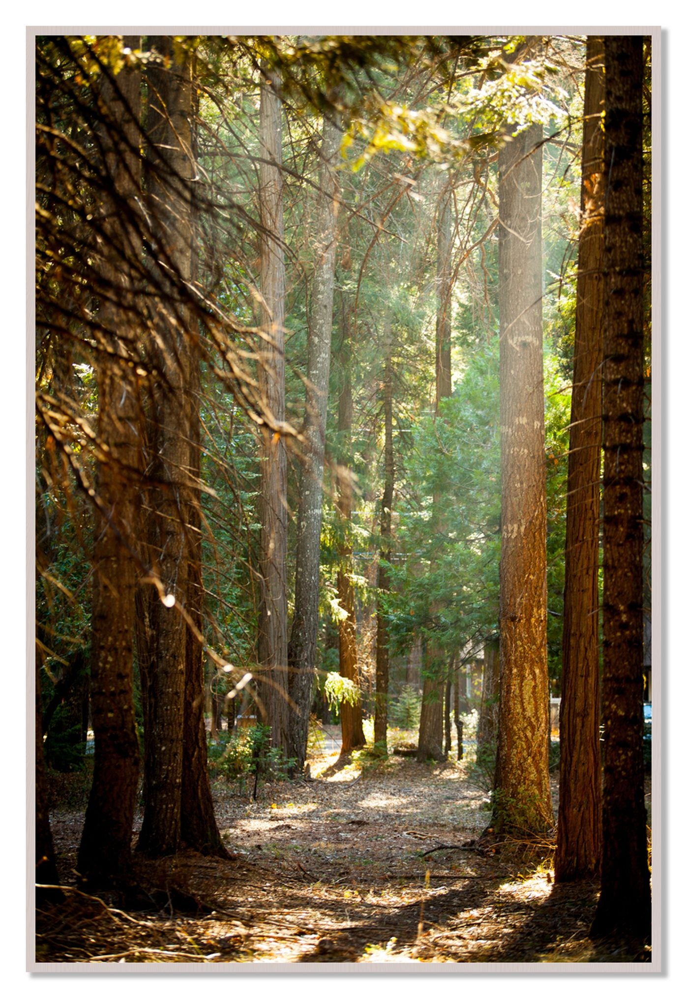 Autumn by Dylan Ozanich, 48×72 Full Bleed Print in a White Maple frame