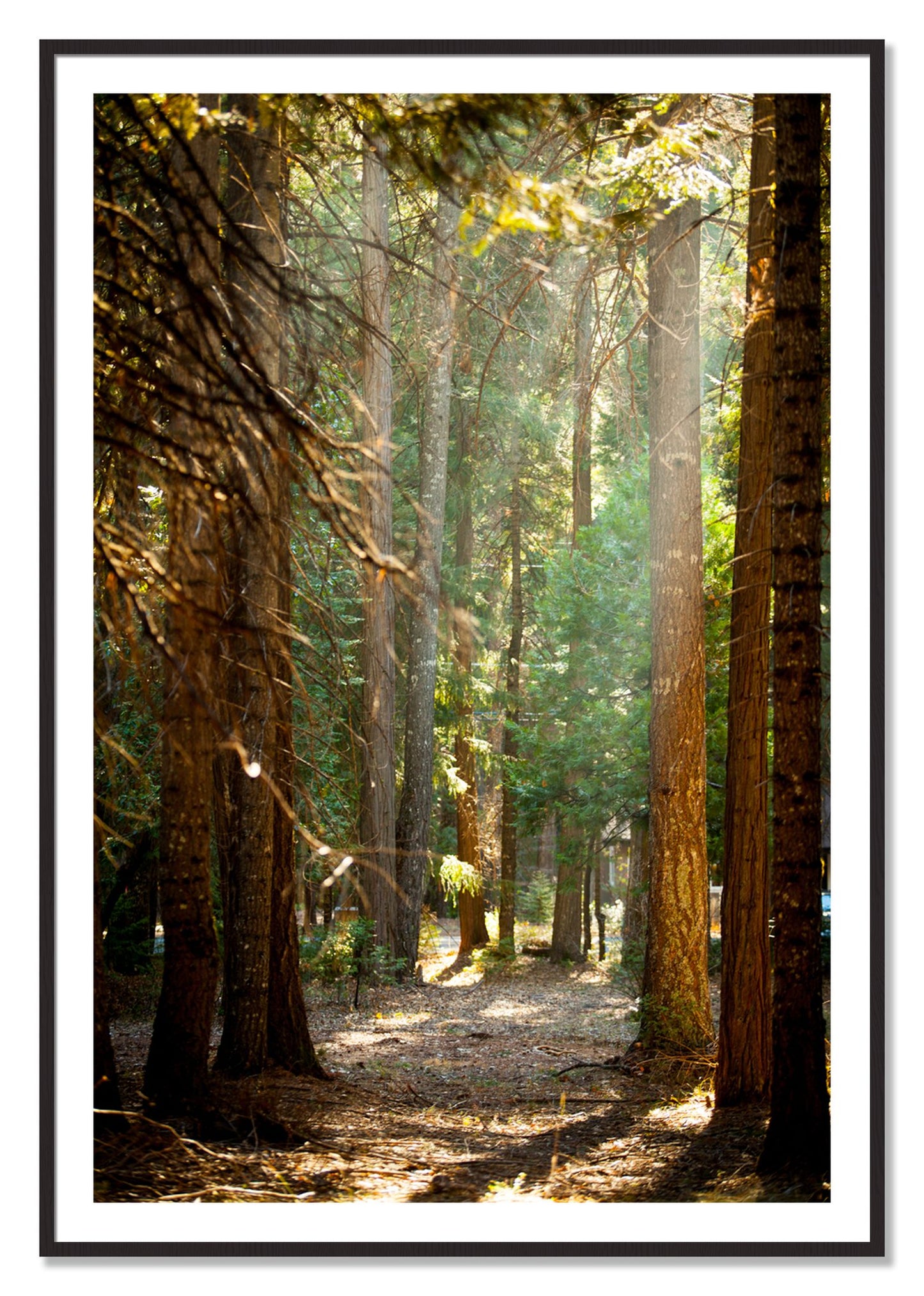 Framed photograph of Autumn by Dylan Ozanich, Black Walnut frame, Borders
