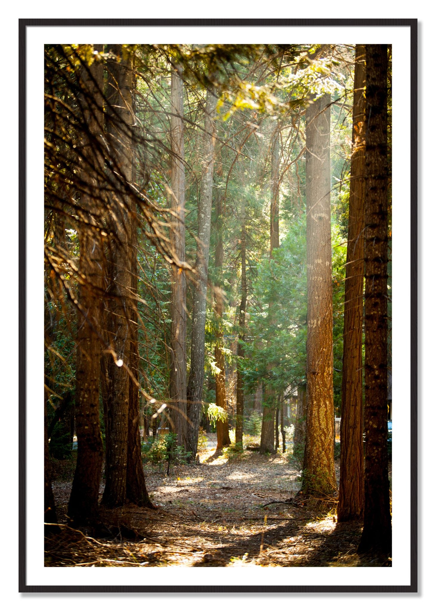 Framed photograph of Autumn by Dylan Ozanich, Black Walnut frame, Borders