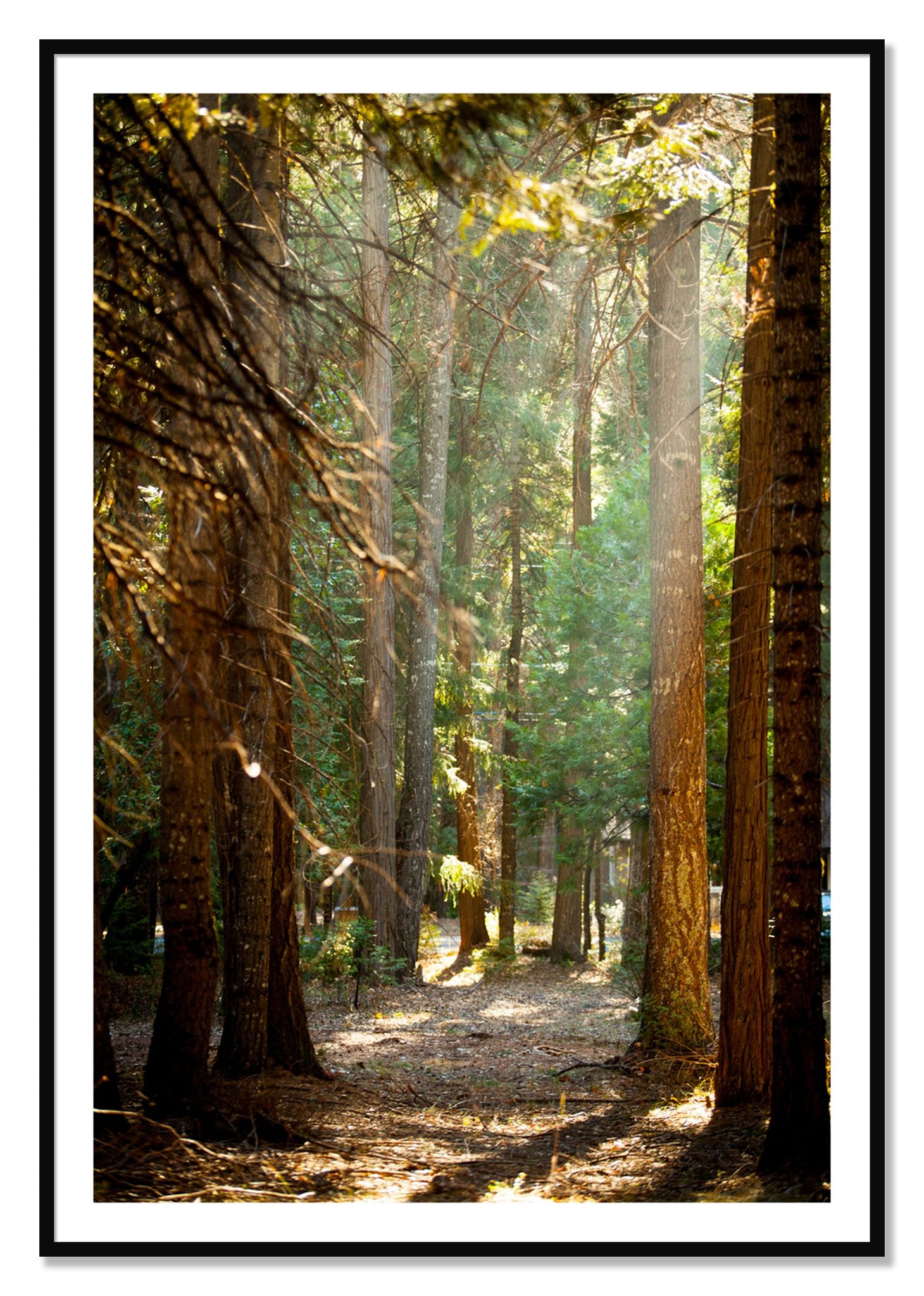 Framed photograph of Autumn by Dylan Ozanich, Black frame, Borders