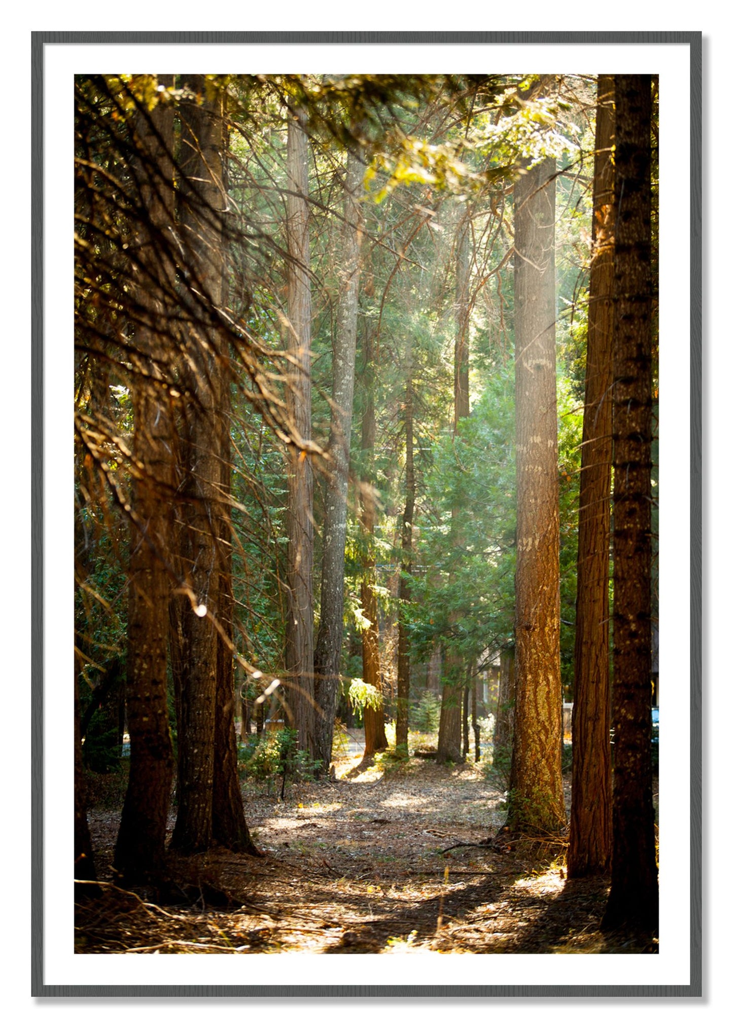 Framed photograph of Autumn by Dylan Ozanich, Grey frame, Borders