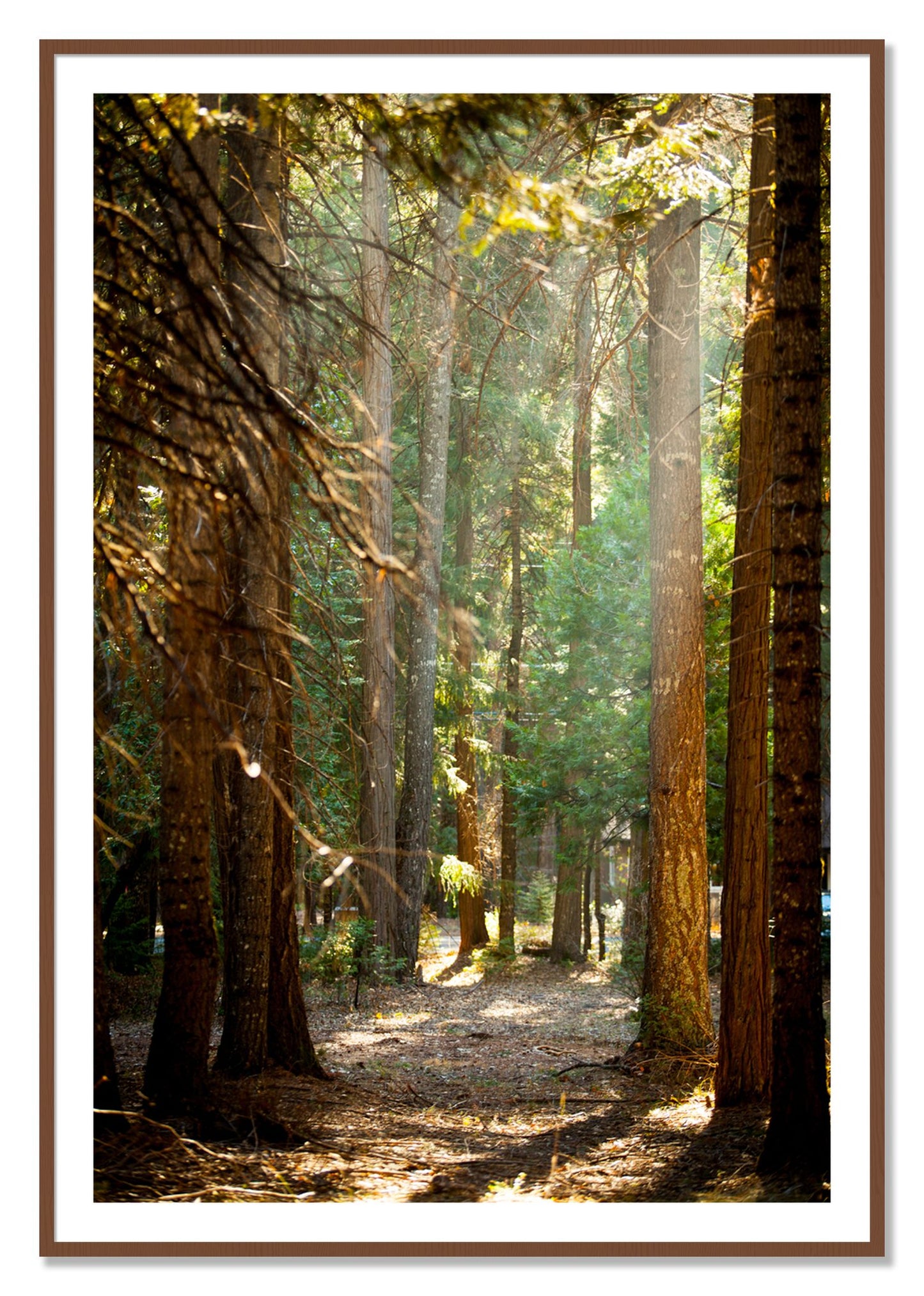 Framed photograph of Autumn by Dylan Ozanich, Walnut frame, Borders