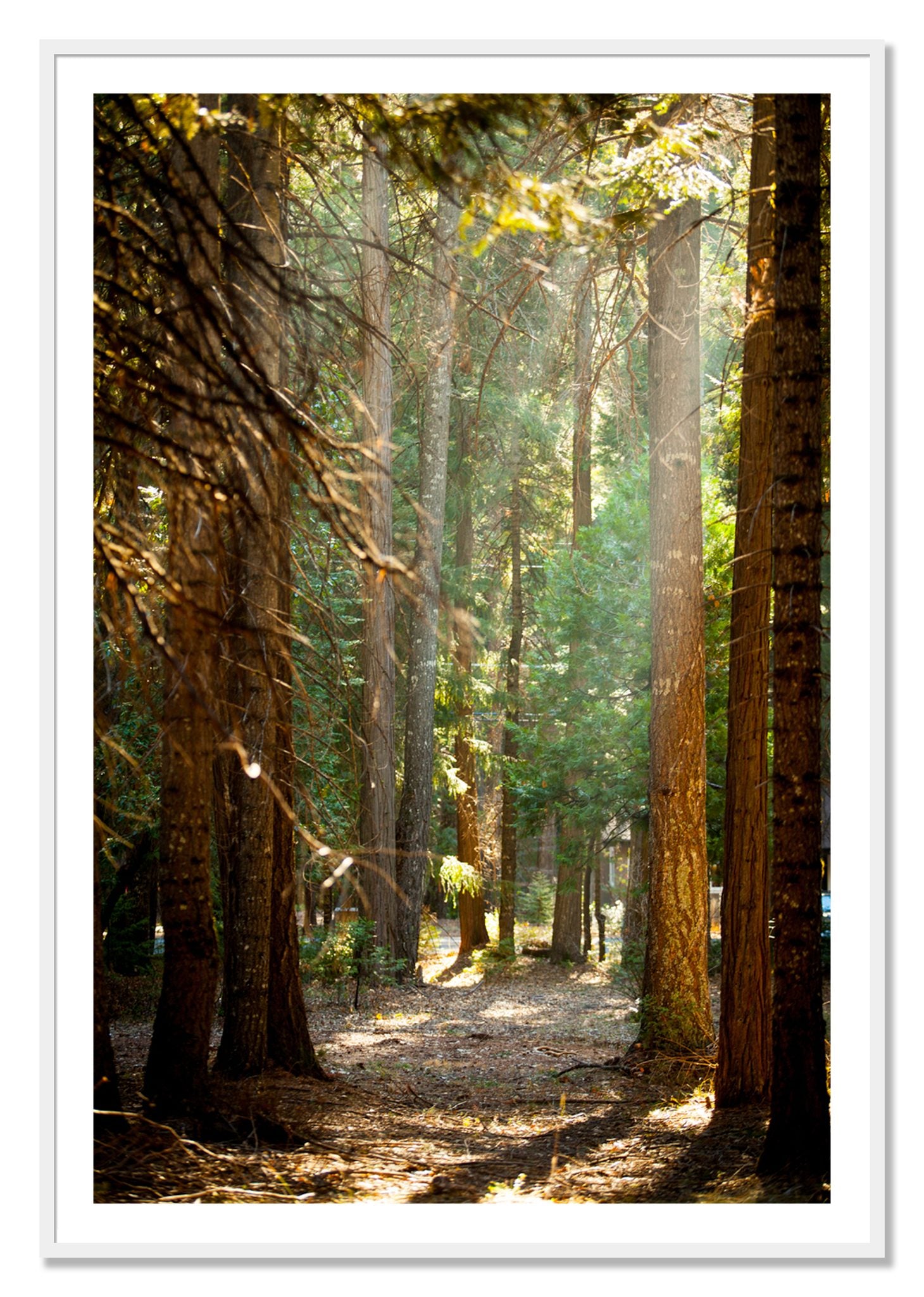 Framed photograph of Autumn by Dylan Ozanich, White frame, Borders