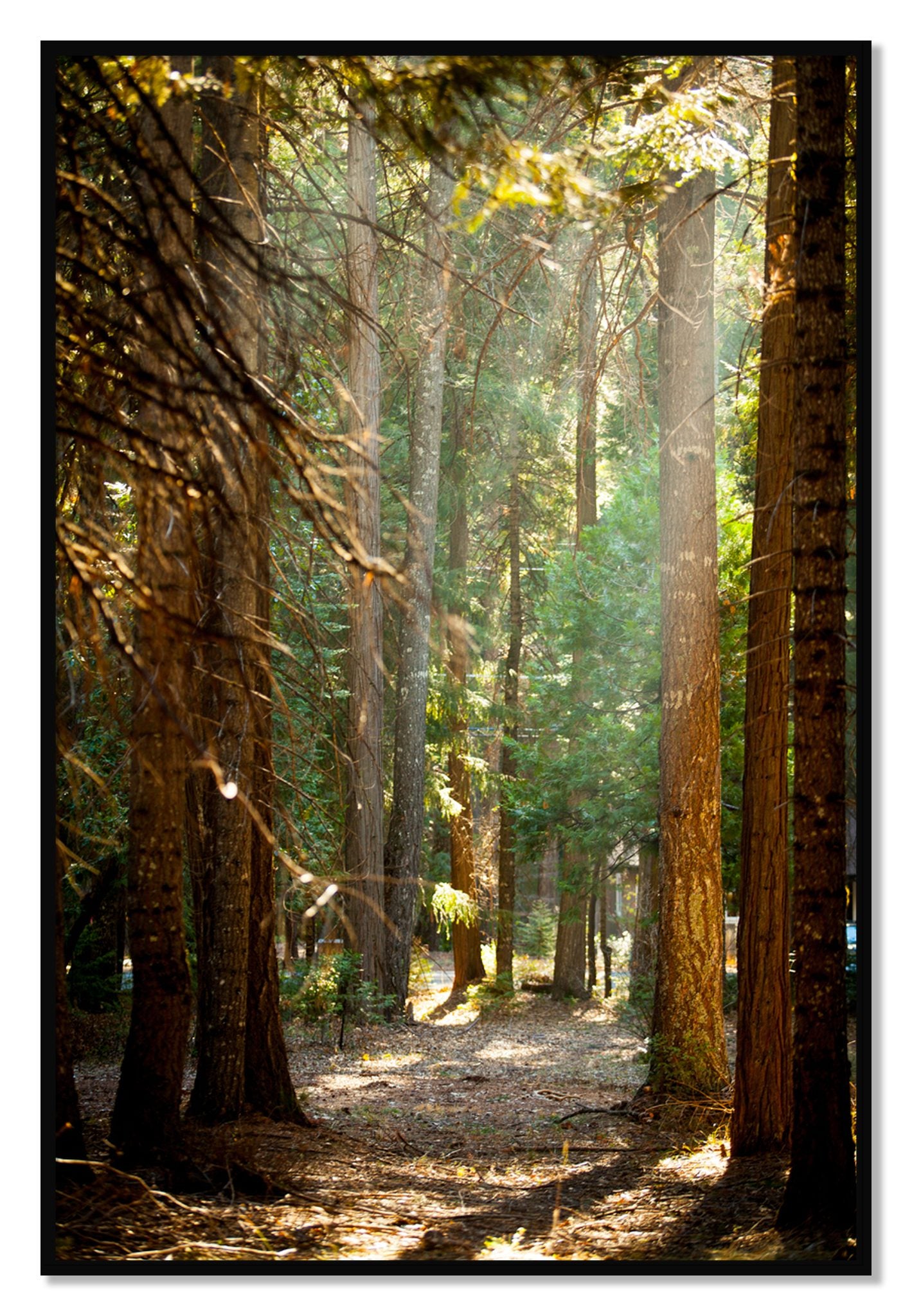 Framed photograph of Autumn by Dylan Ozanich, Black frame, Full Bleed