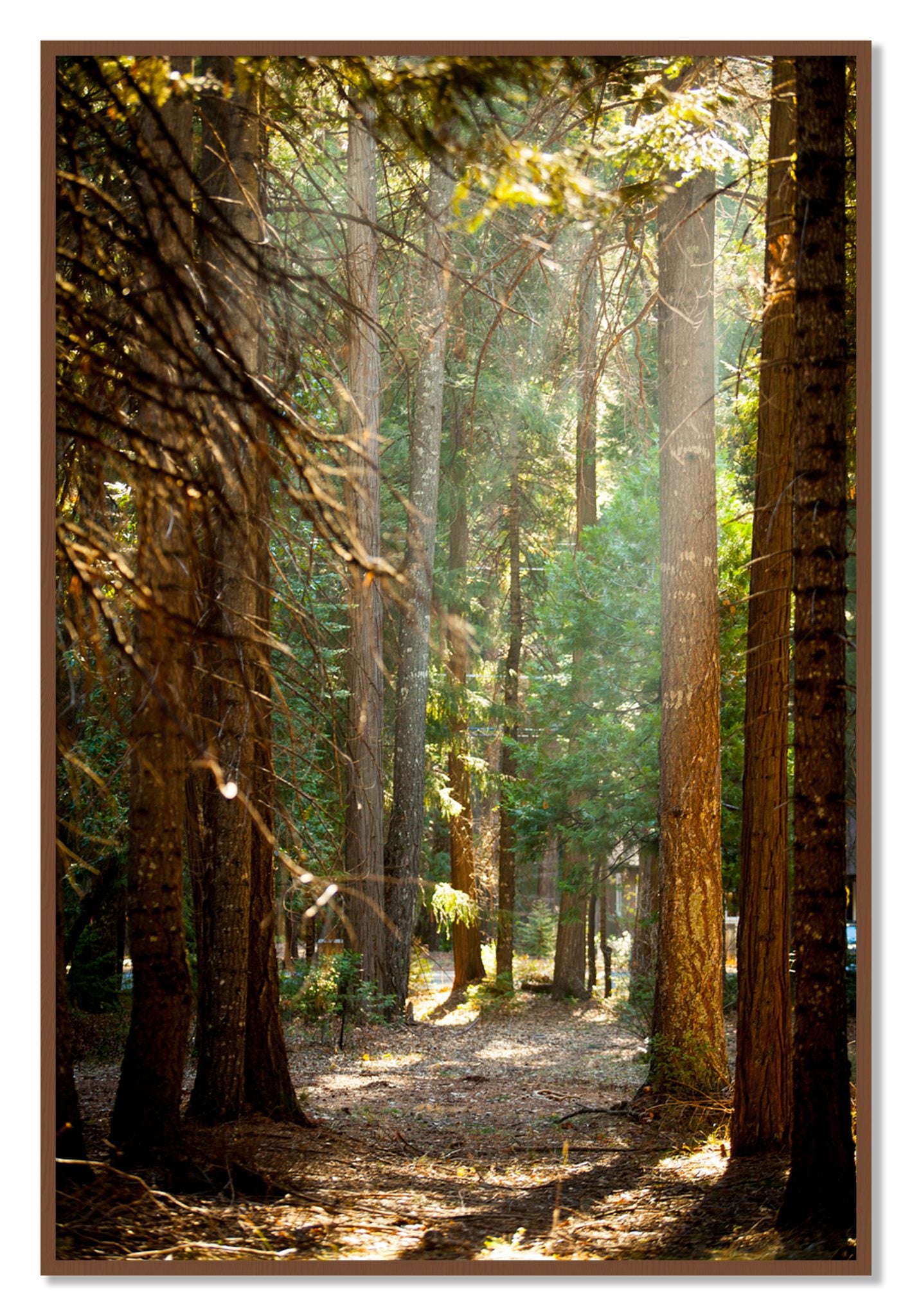 Framed photograph of Autumn by Dylan Ozanich, Walnut frame, Full Bleed