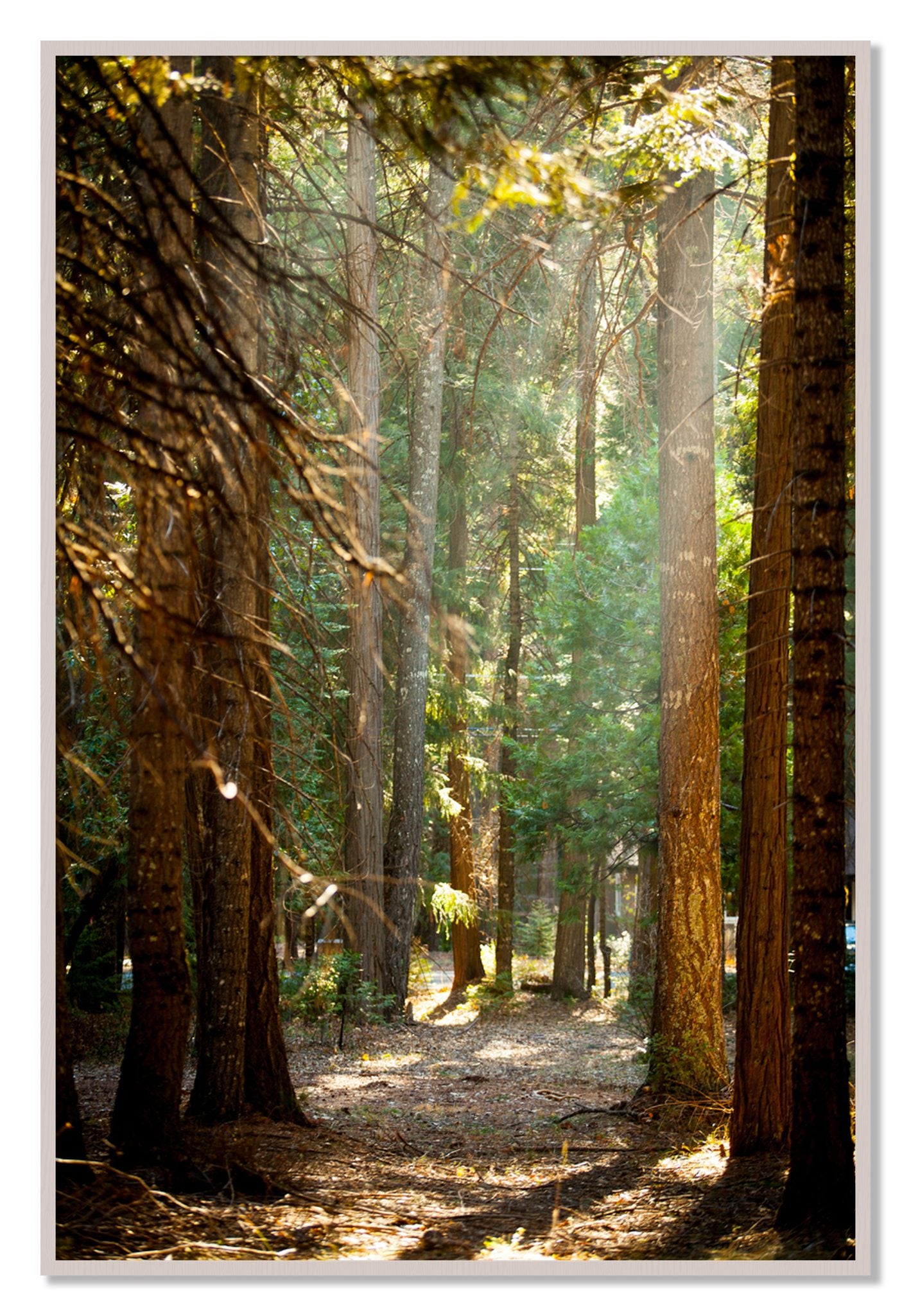 Framed photograph of Autumn by Dylan Ozanich, White Maple frame, Full Bleed