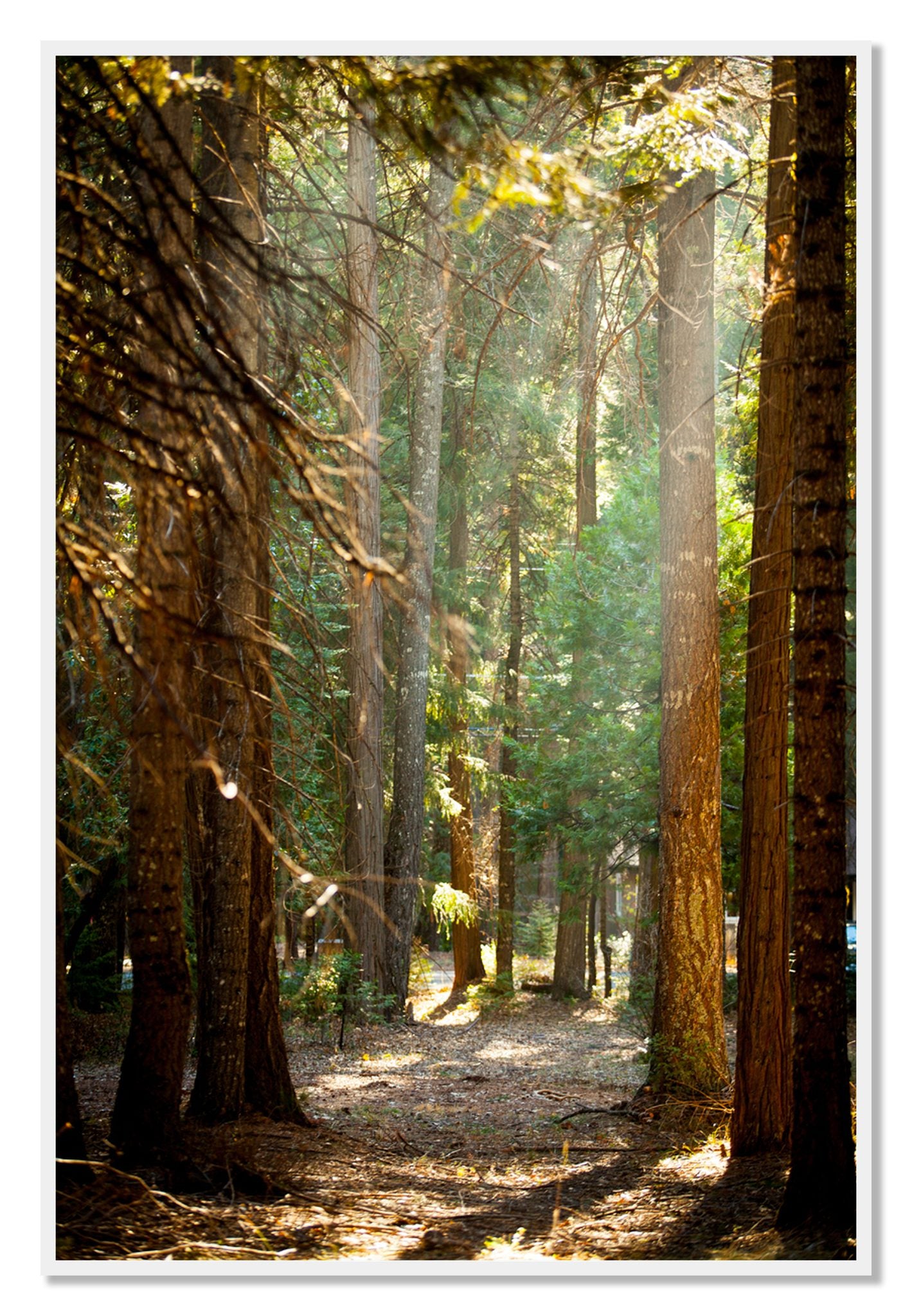 Framed photograph of Autumn by Dylan Ozanich, White frame, Full Bleed