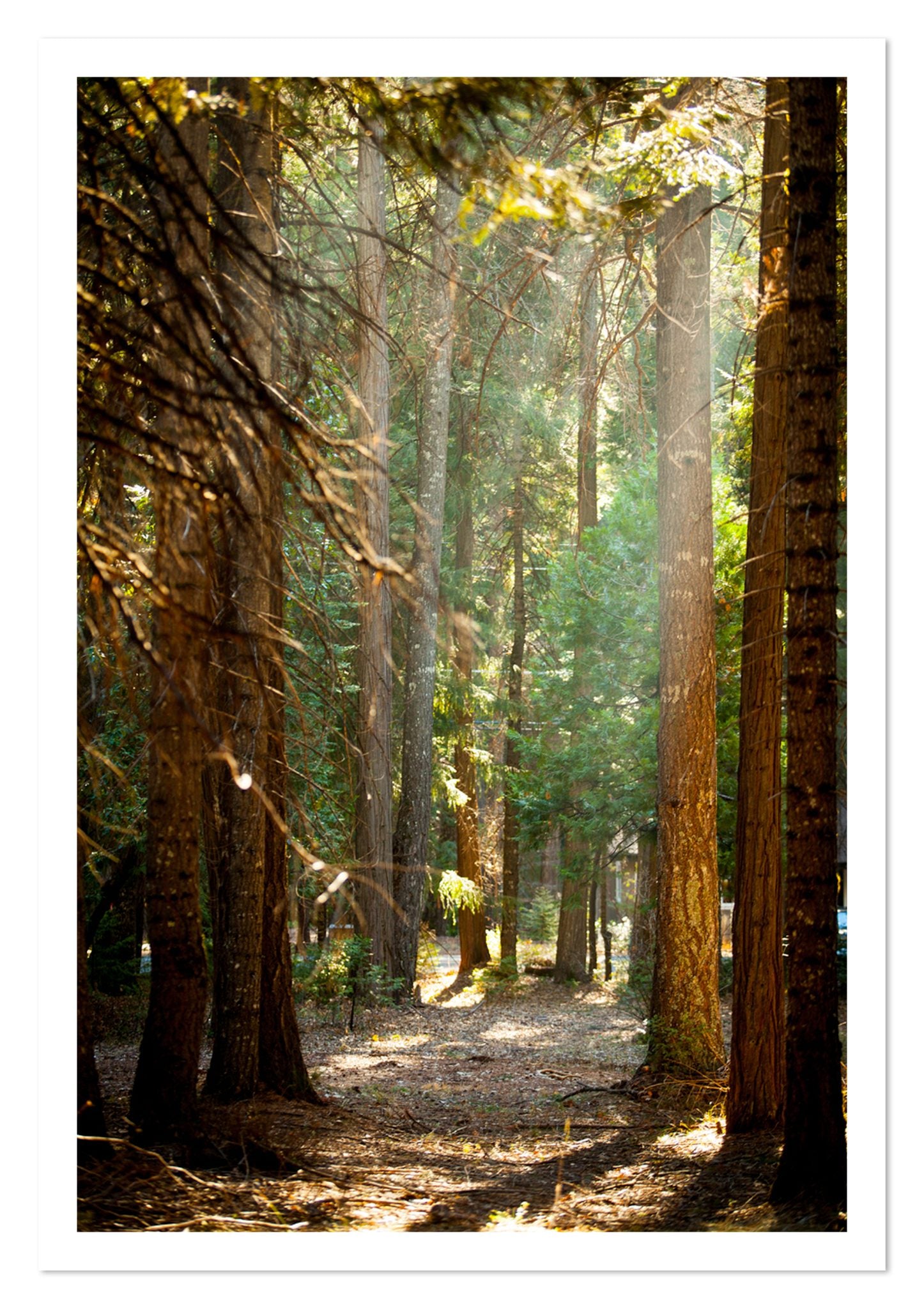 Fine art print of Autumn by Dylan Ozanich, unframed