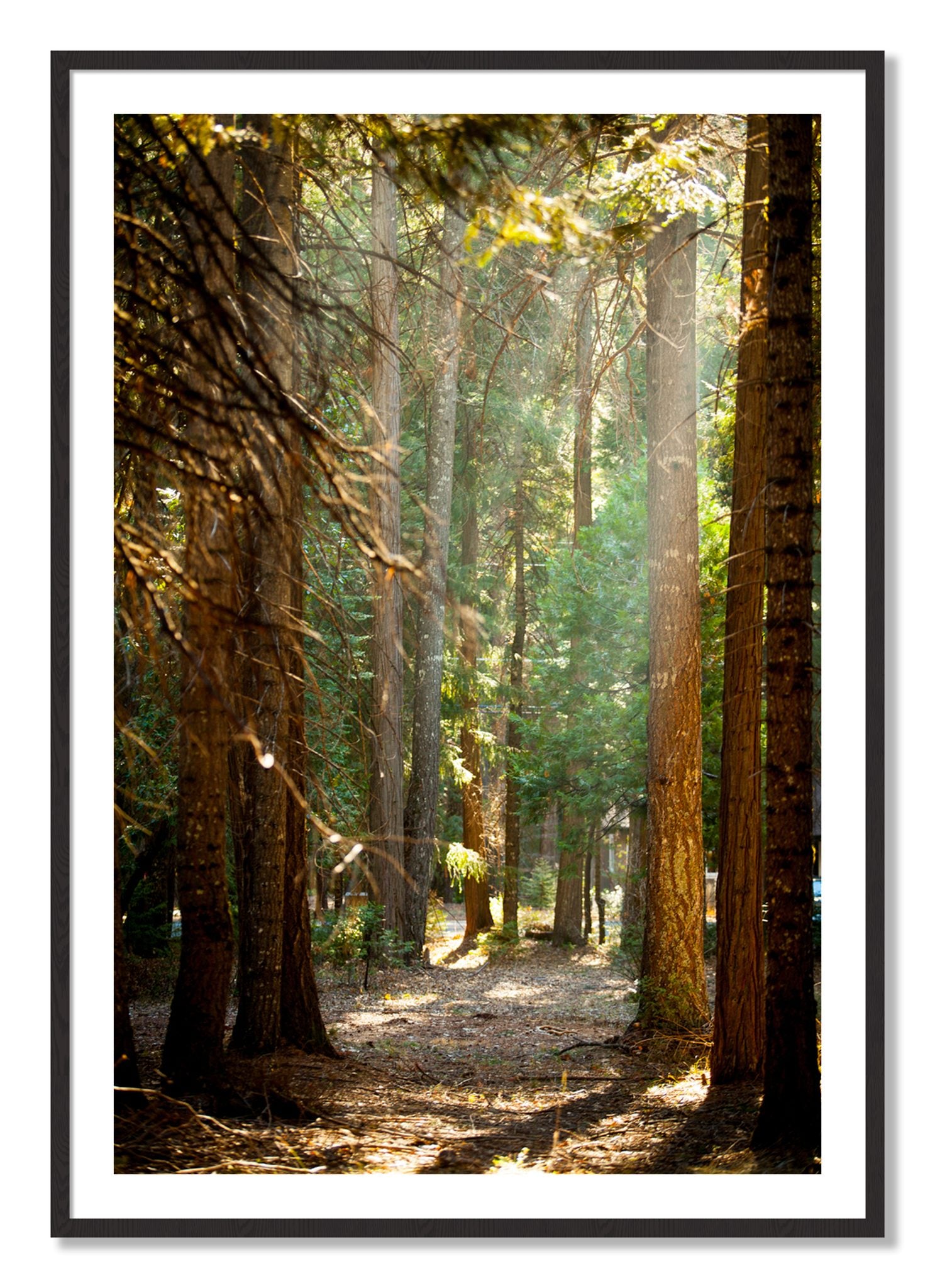 Framed photograph of Autumn by Dylan Ozanich, Black Walnut frame, Borders
