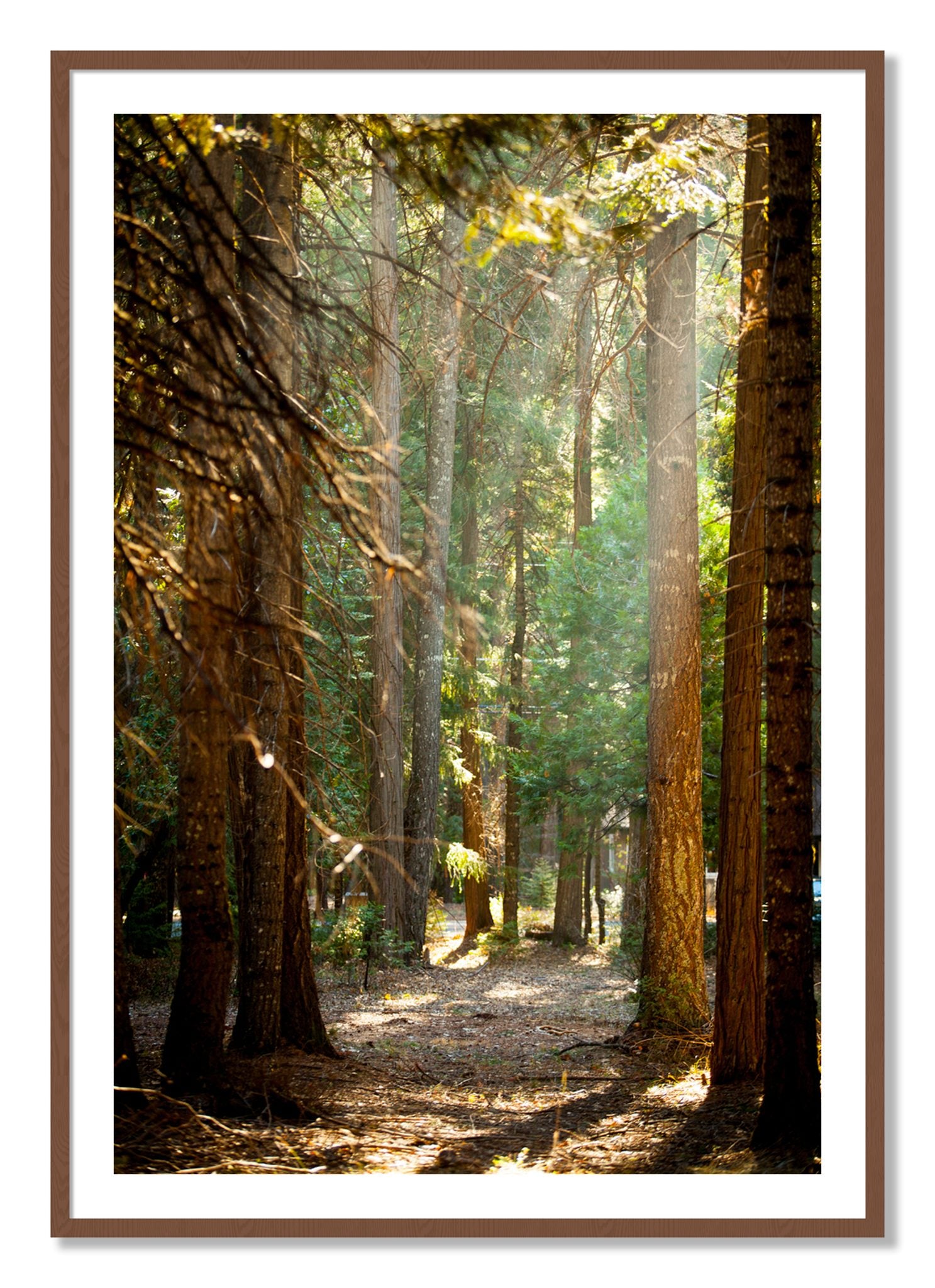 Framed photograph of Autumn by Dylan Ozanich, Walnut frame, Borders