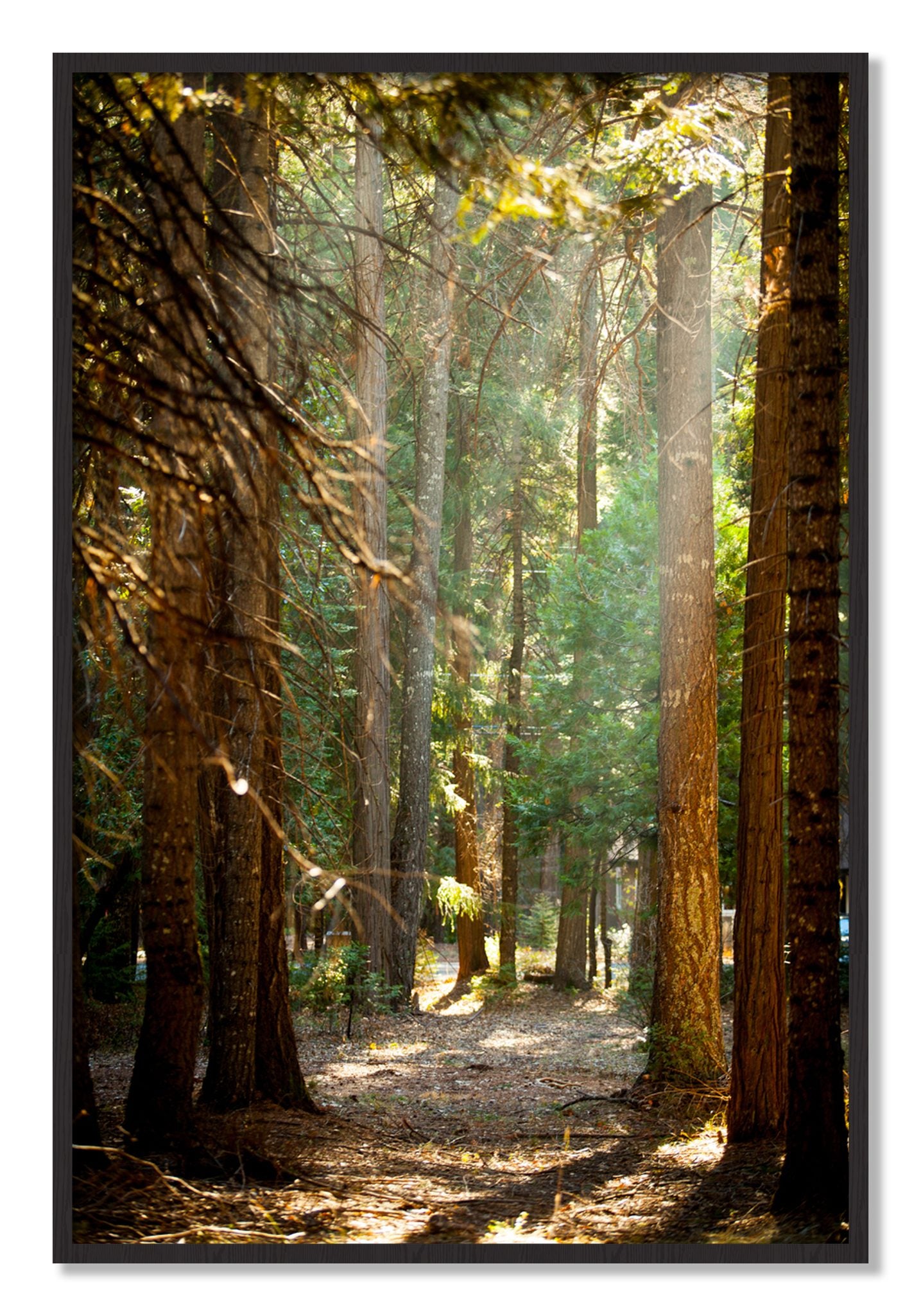 Framed photograph of Autumn by Dylan Ozanich, Black Walnut frame, Full Bleed