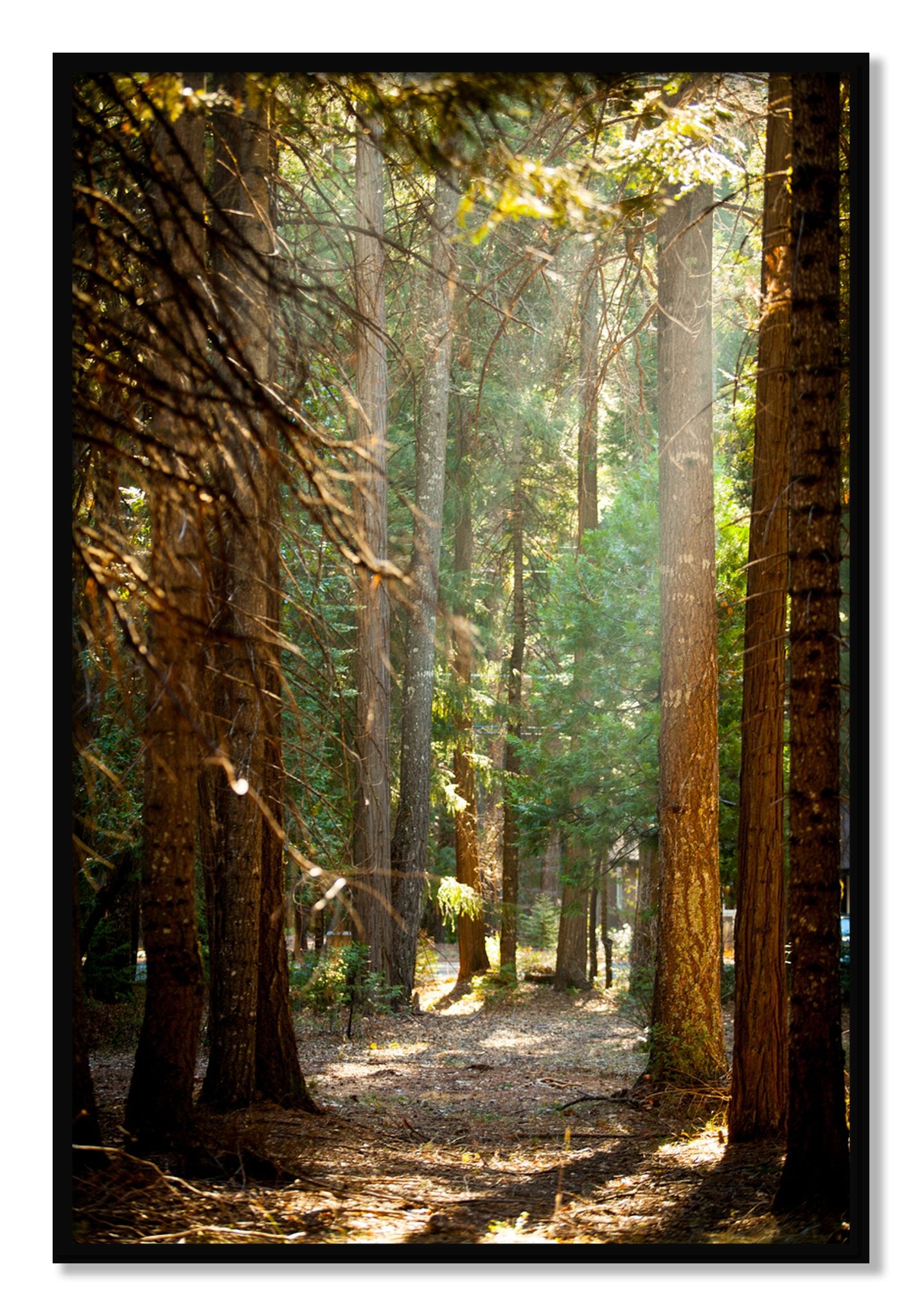 Framed photograph of Autumn by Dylan Ozanich, Black frame, Full Bleed