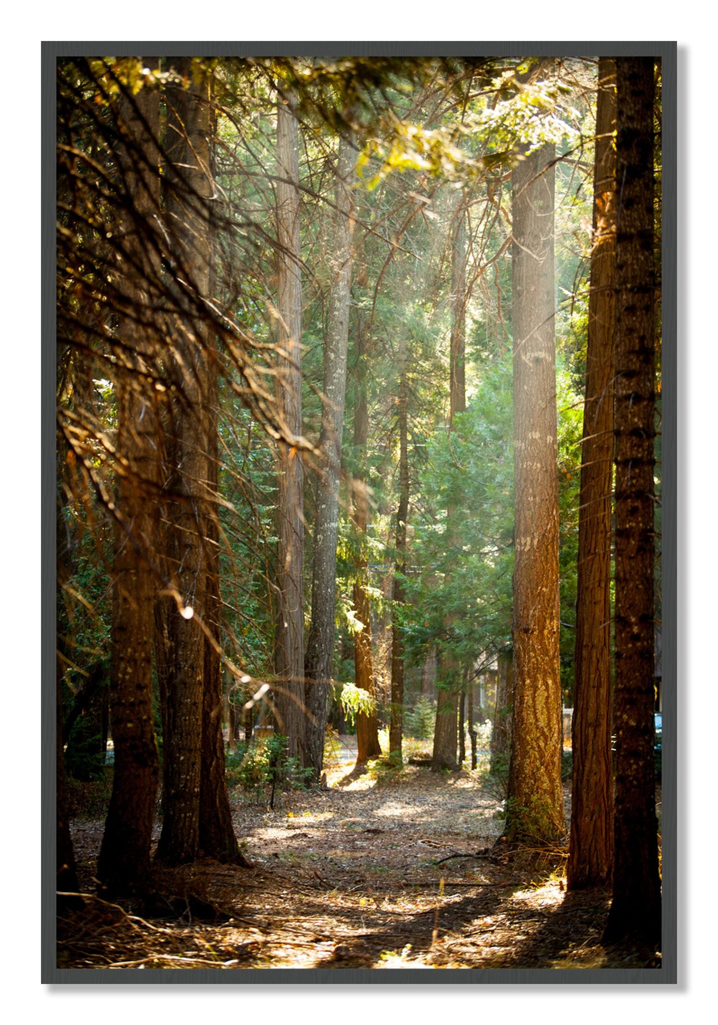 Framed photograph of Autumn by Dylan Ozanich, Grey frame, Full Bleed