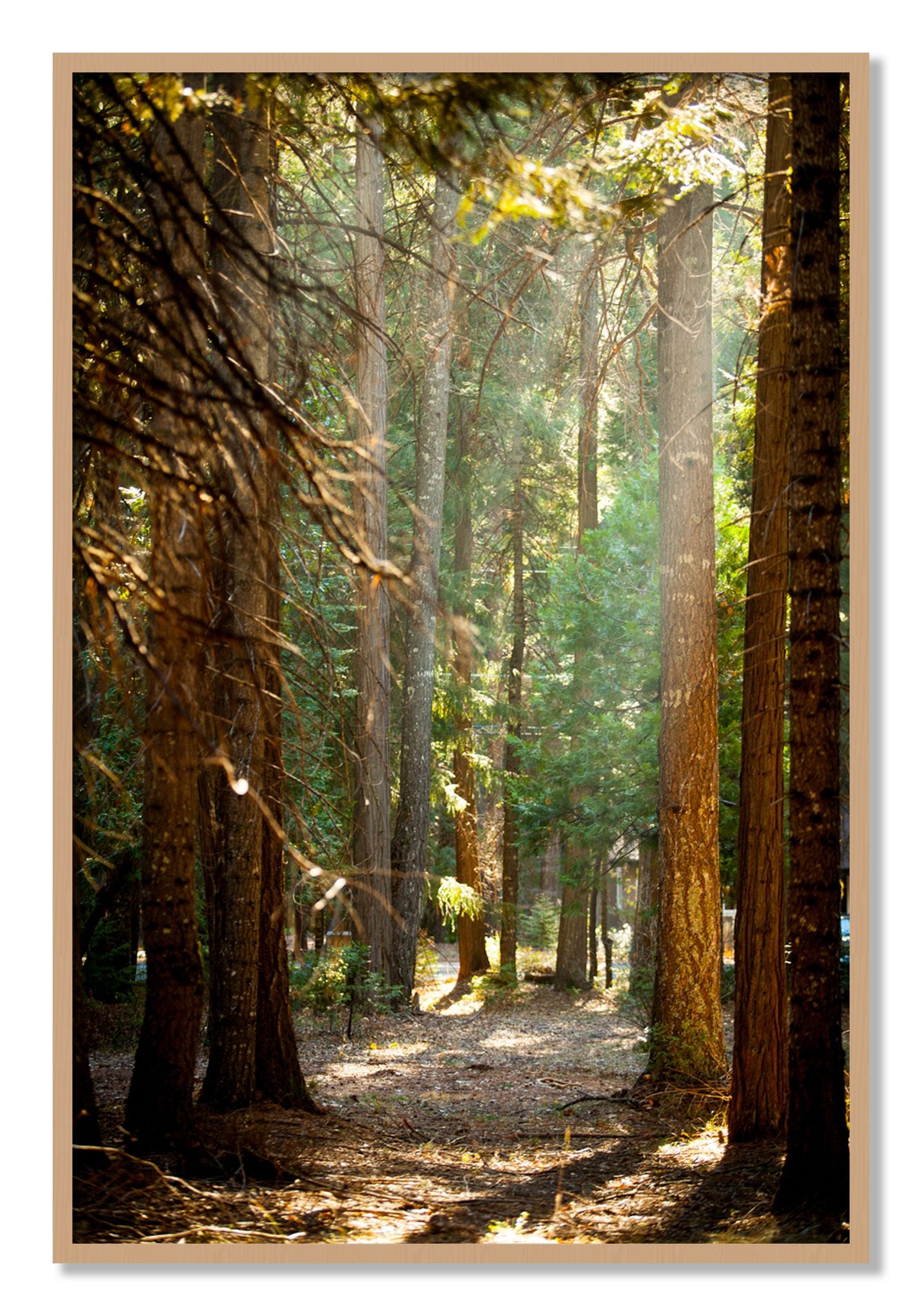 Framed photograph of Autumn by Dylan Ozanich, Oak frame, Full Bleed