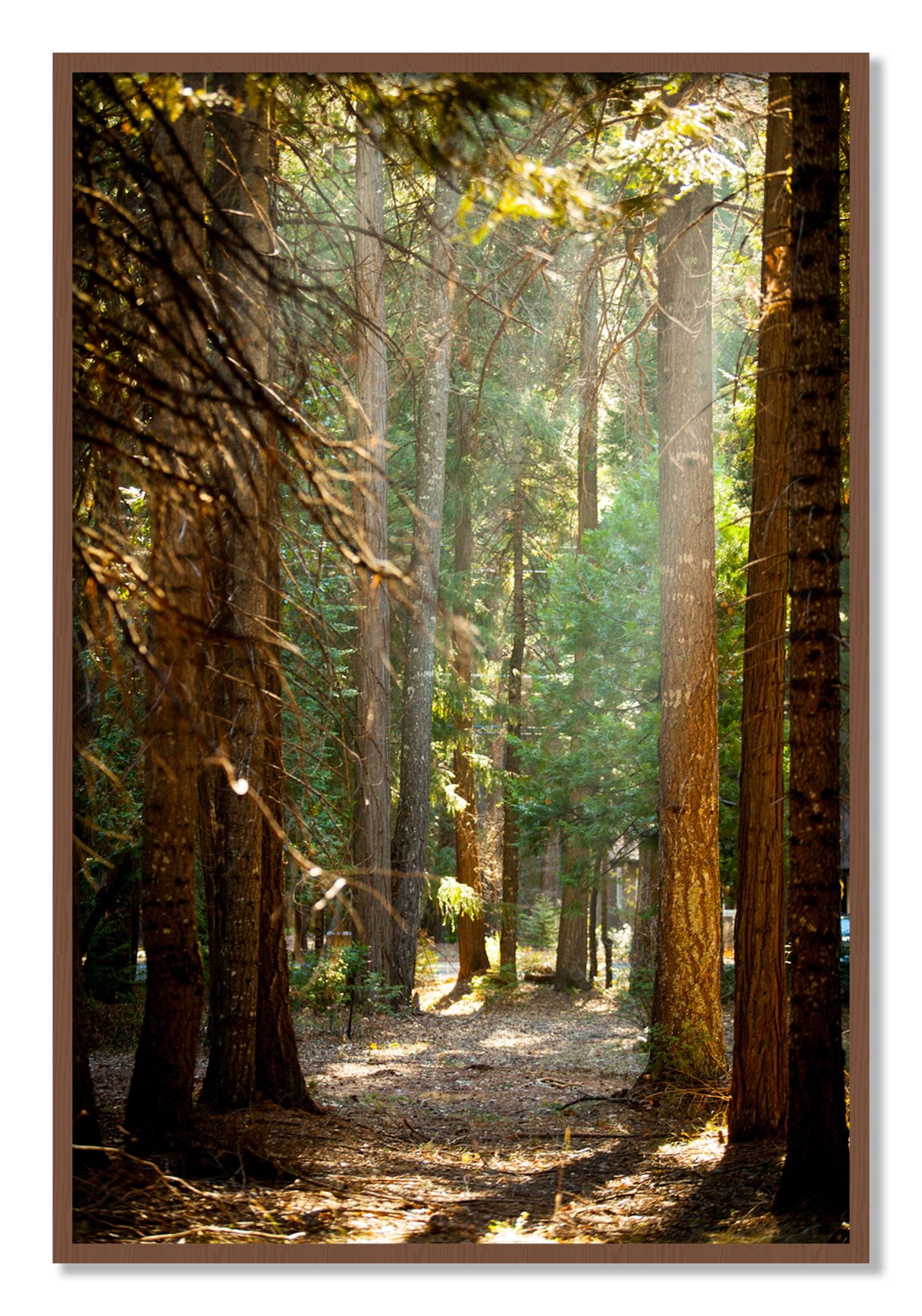Framed photograph of Autumn by Dylan Ozanich, Walnut frame, Full Bleed