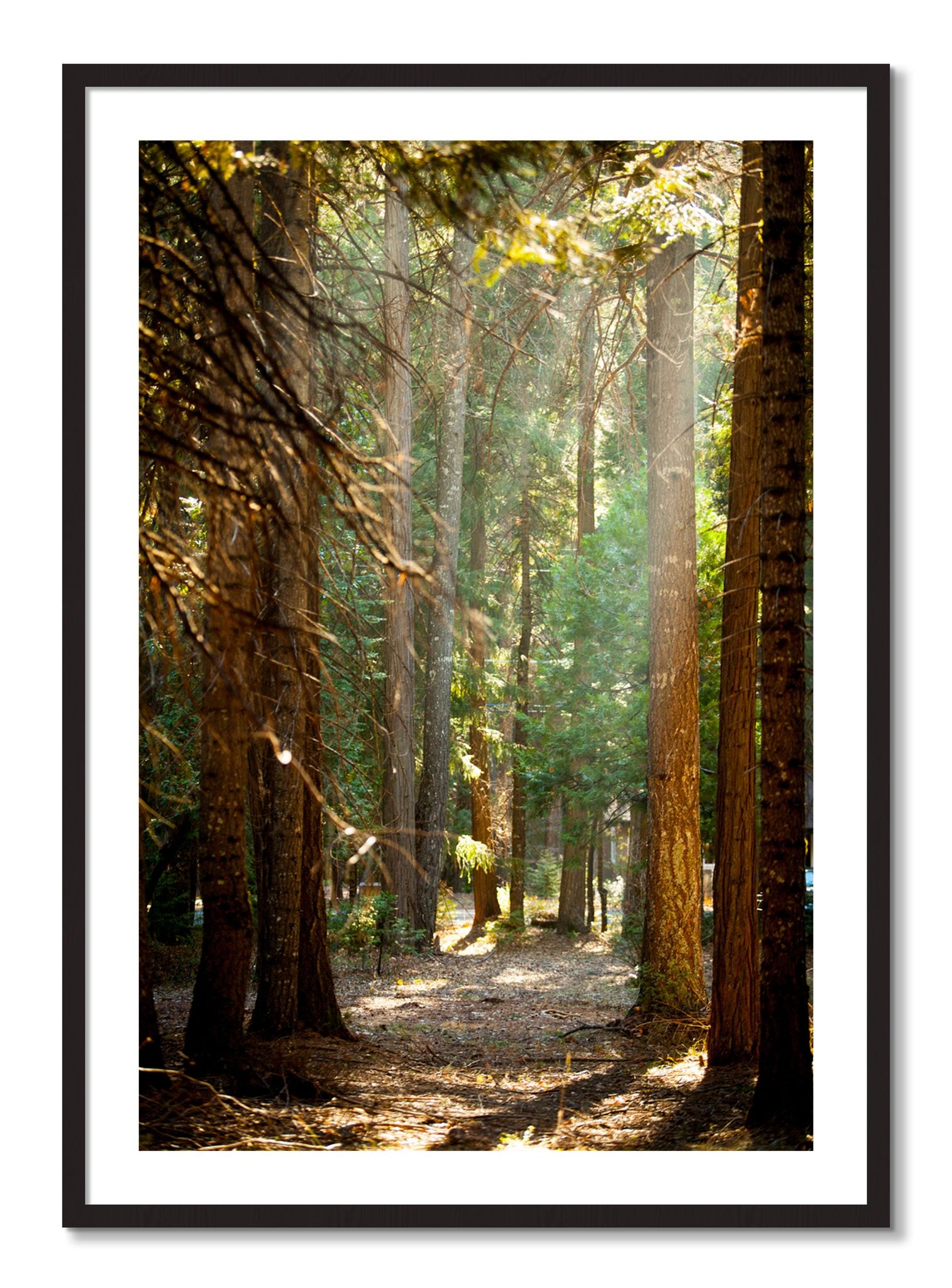 Framed photograph of Autumn by Dylan Ozanich, Black Walnut frame, Borders