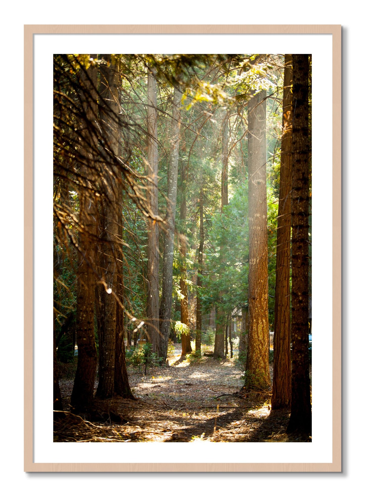 Framed photograph of Autumn by Dylan Ozanich, Maple frame, Borders