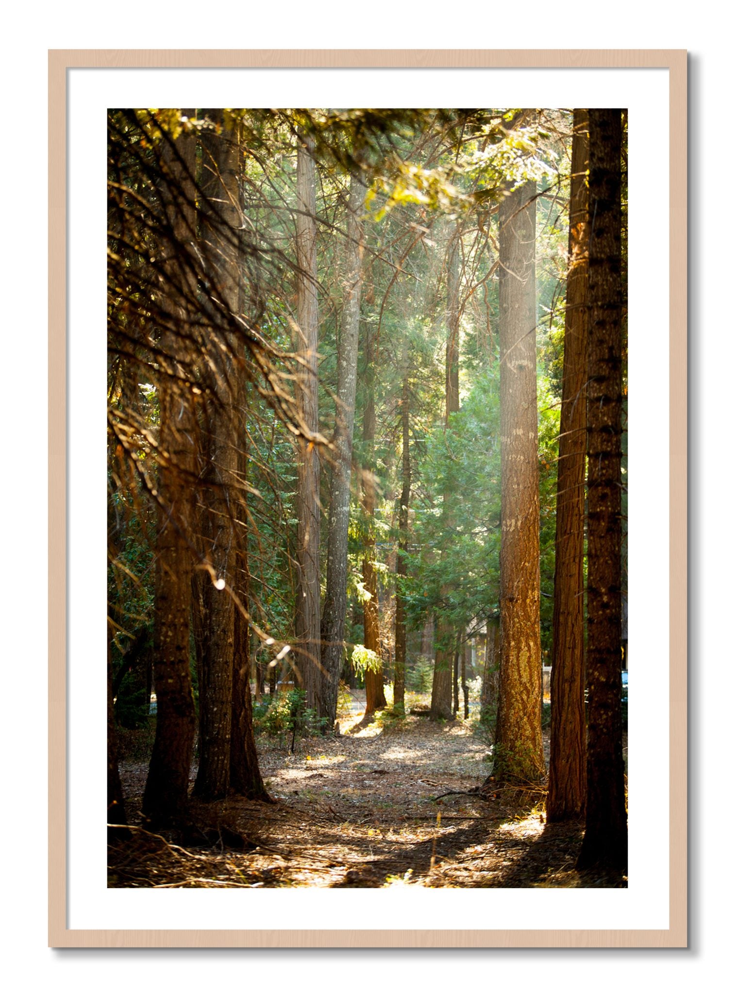 Framed photograph of Autumn by Dylan Ozanich, Maple frame, Borders