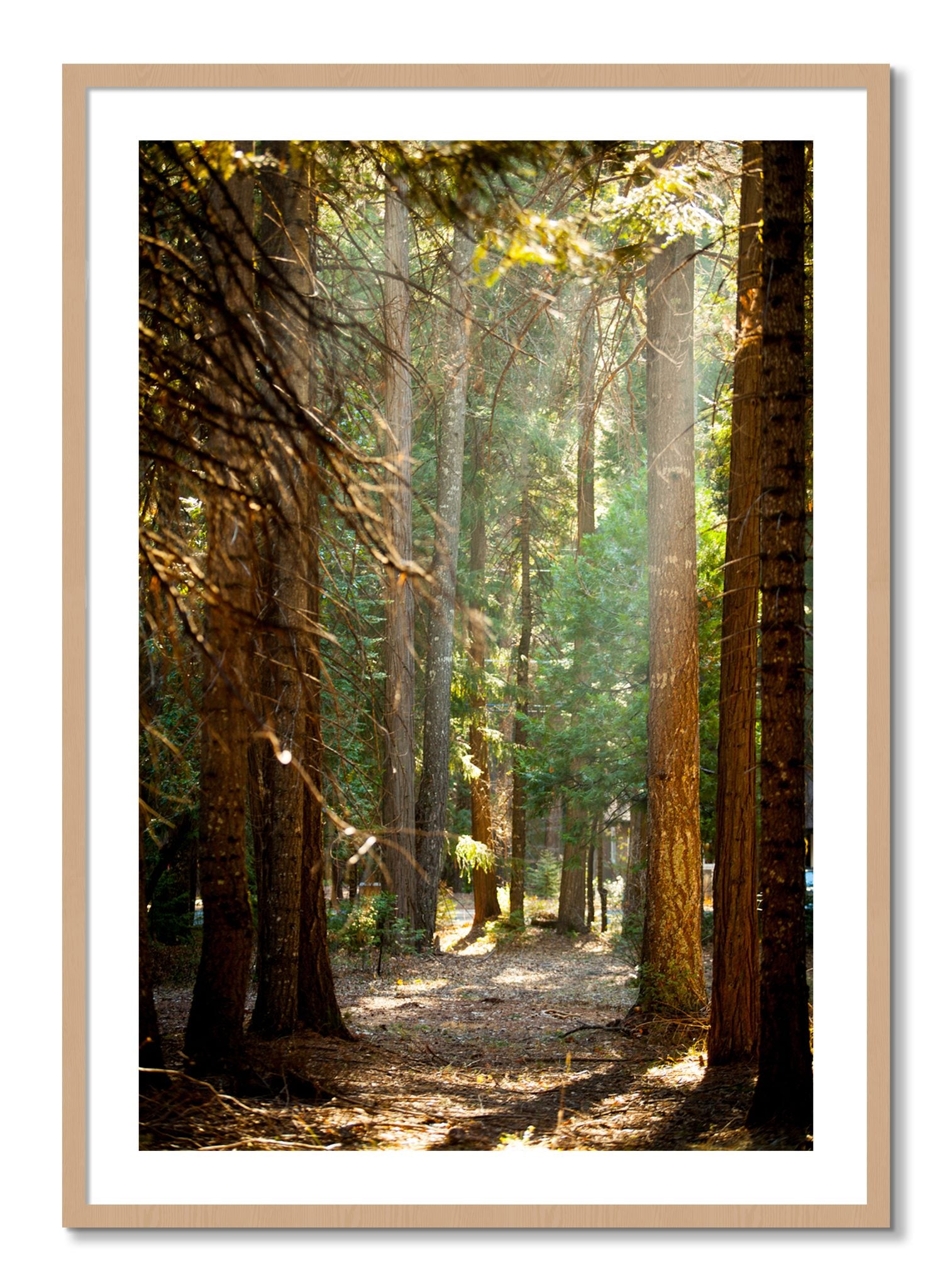 Framed photograph of Autumn by Dylan Ozanich, Oak frame, Borders