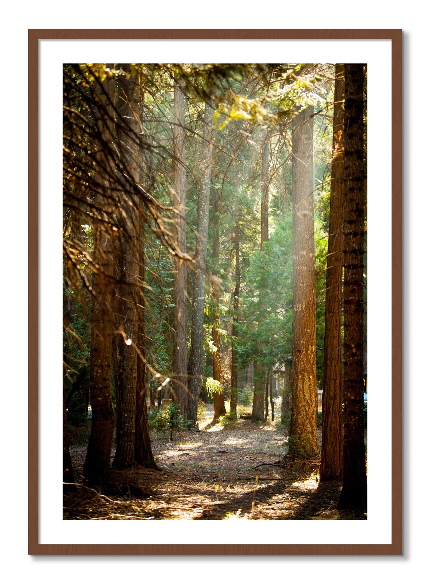 Framed photograph of Autumn by Dylan Ozanich, Walnut frame, Borders