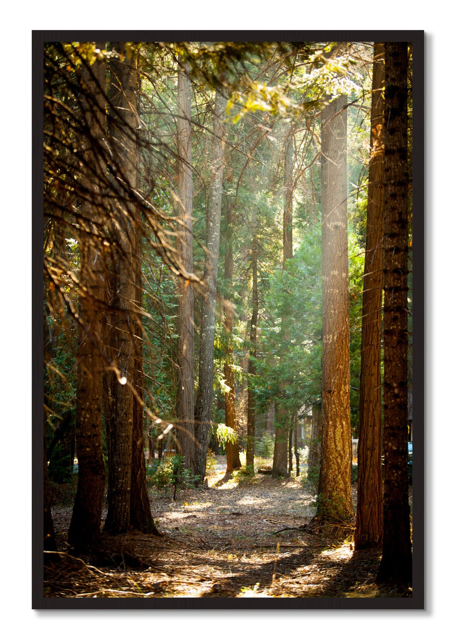 Framed photograph of Autumn by Dylan Ozanich, Black Walnut frame, Full Bleed