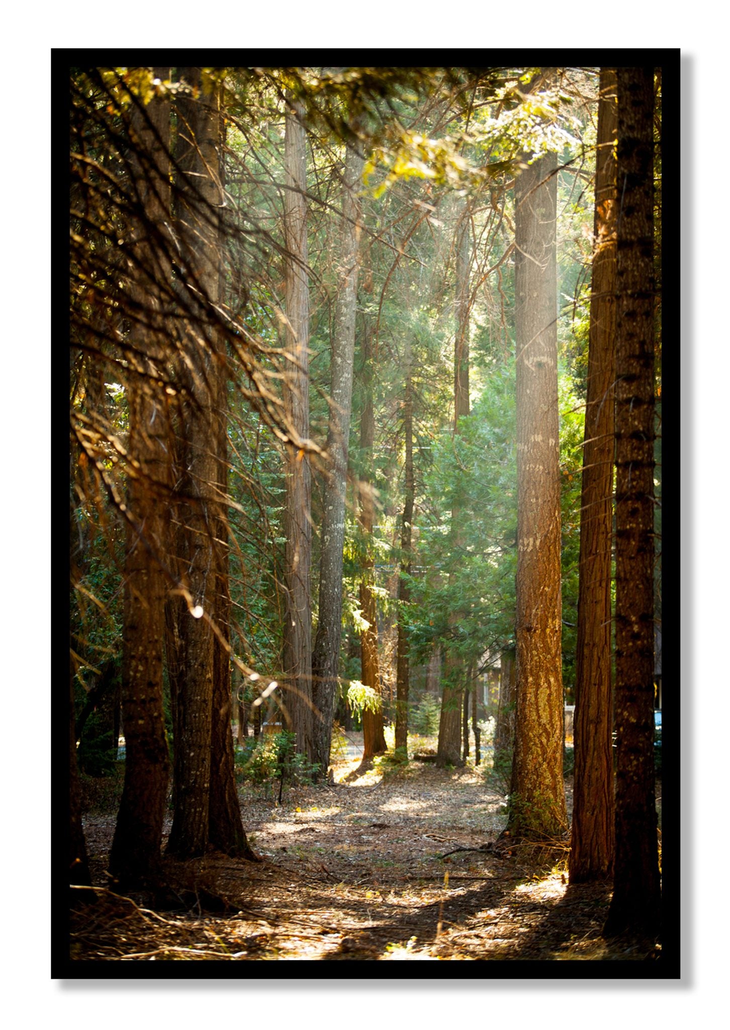 Framed photograph of Autumn by Dylan Ozanich, Black frame, Full Bleed