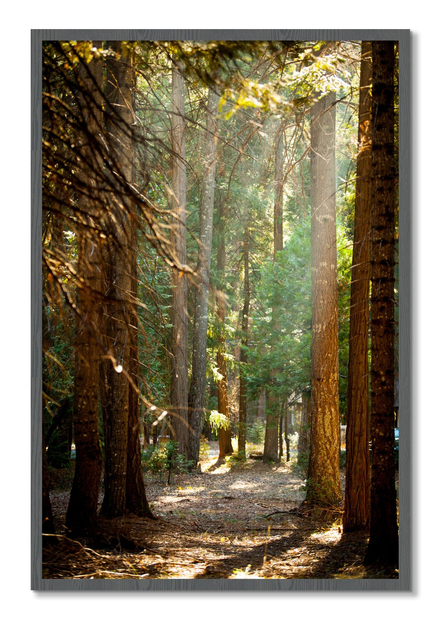 Framed photograph of Autumn by Dylan Ozanich, Grey frame, Full Bleed