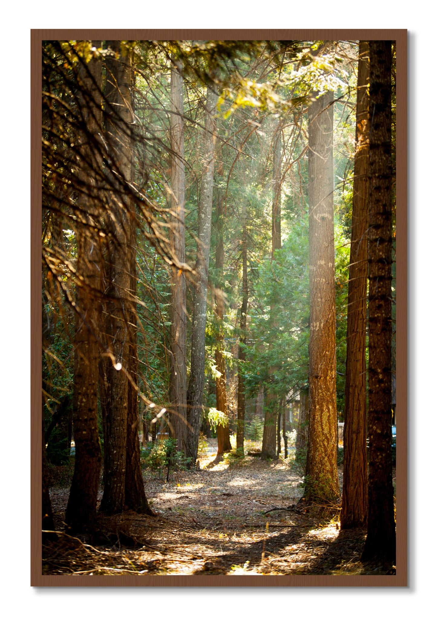 Framed photograph of Autumn by Dylan Ozanich, Walnut frame, Full Bleed