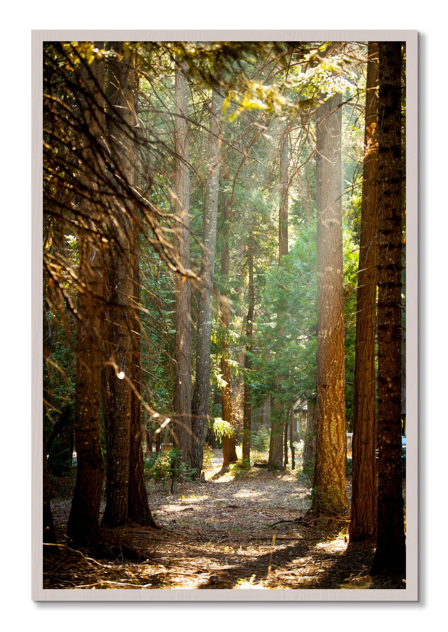 Framed photograph of Autumn by Dylan Ozanich, White Maple frame, Full Bleed