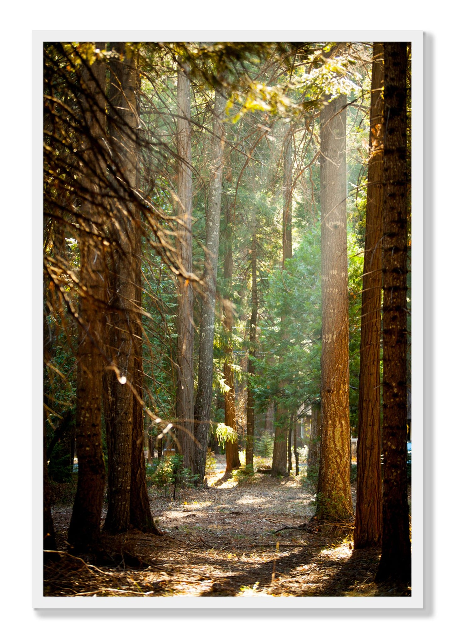 Framed photograph of Autumn by Dylan Ozanich, White frame, Full Bleed